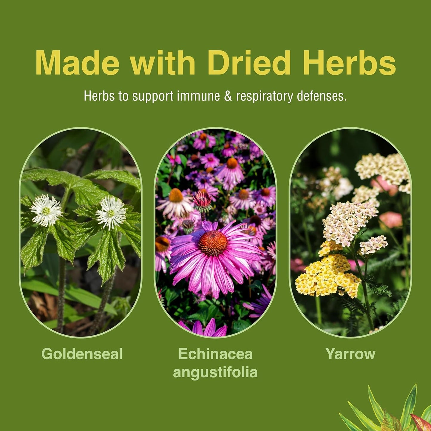 Herbs Etc. Peak Defense Softgels - Immune Health and Respiratory Support - Vitality Supplement for Adults - Gluten-Free - 60 Servings