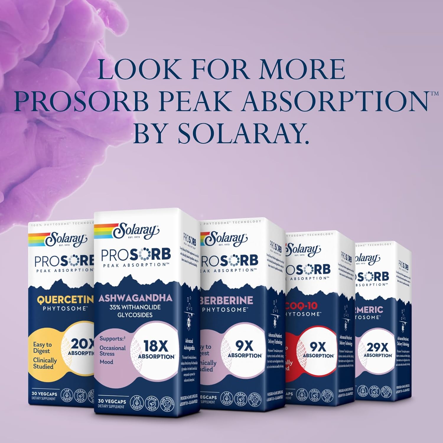 High Absorption Ashwagandha Capsules 240mg - Stress Relief & Mood Support - Vegan Supplement - 30 Servings - 60-Day Guarantee