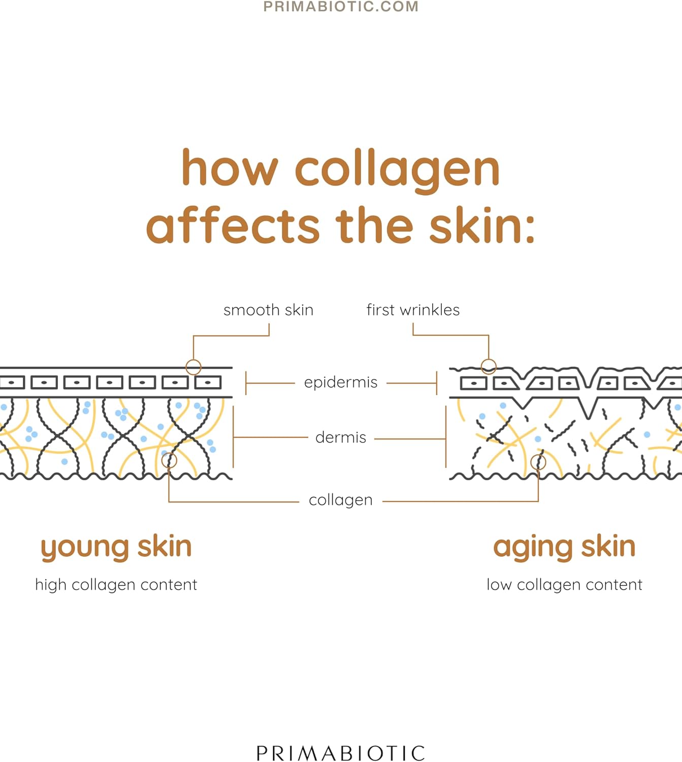 High Collagen Content Liquid Collagen Sport Drink - 10,000 Mg Per Serving with Vitamins and Orthosilicic Acid - 30 Bottles x 30 ML for Bone Health, Hair, and Nails