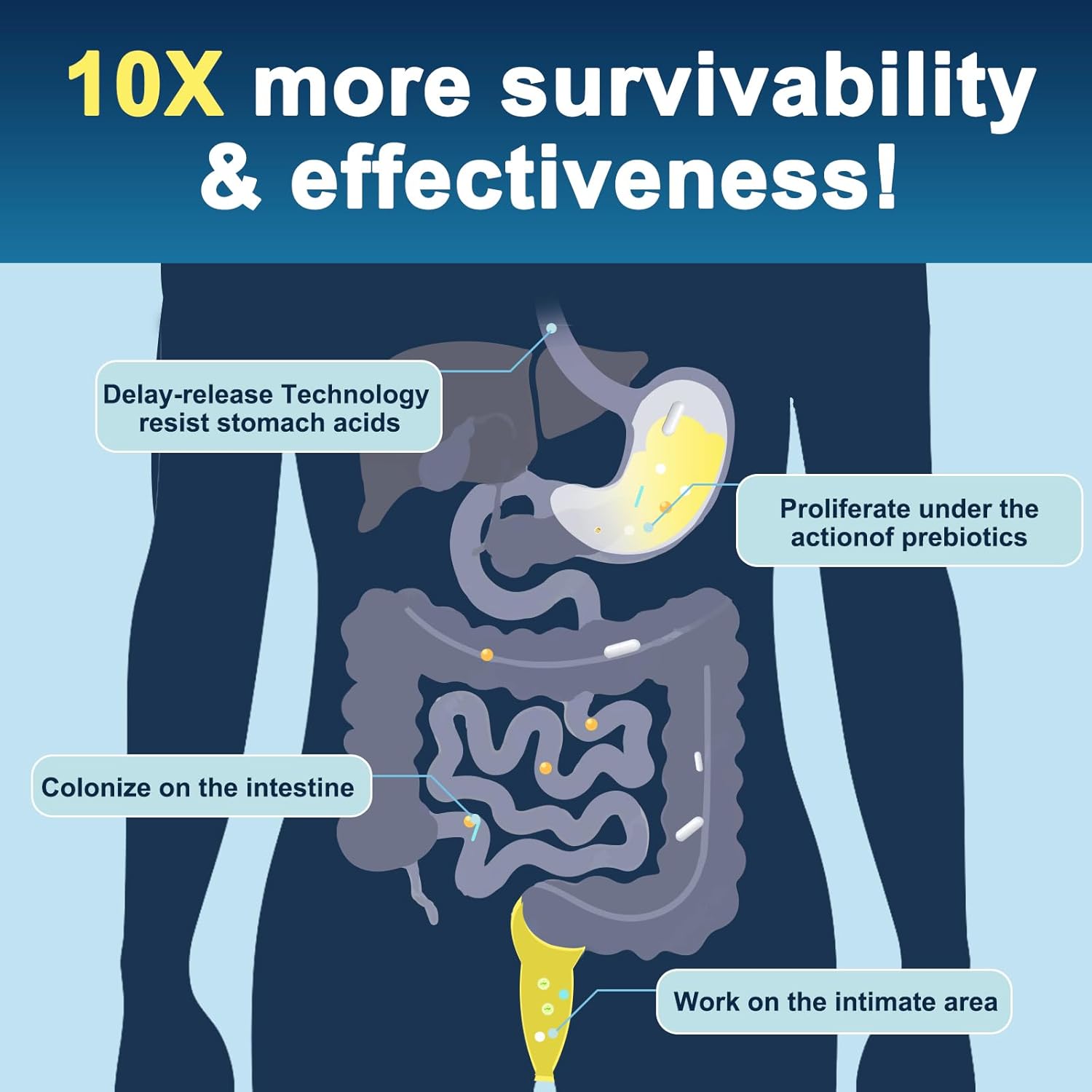 High Potency Probiotic Supplement for Digestive Health - 120 Billion CFUs for Men & Women