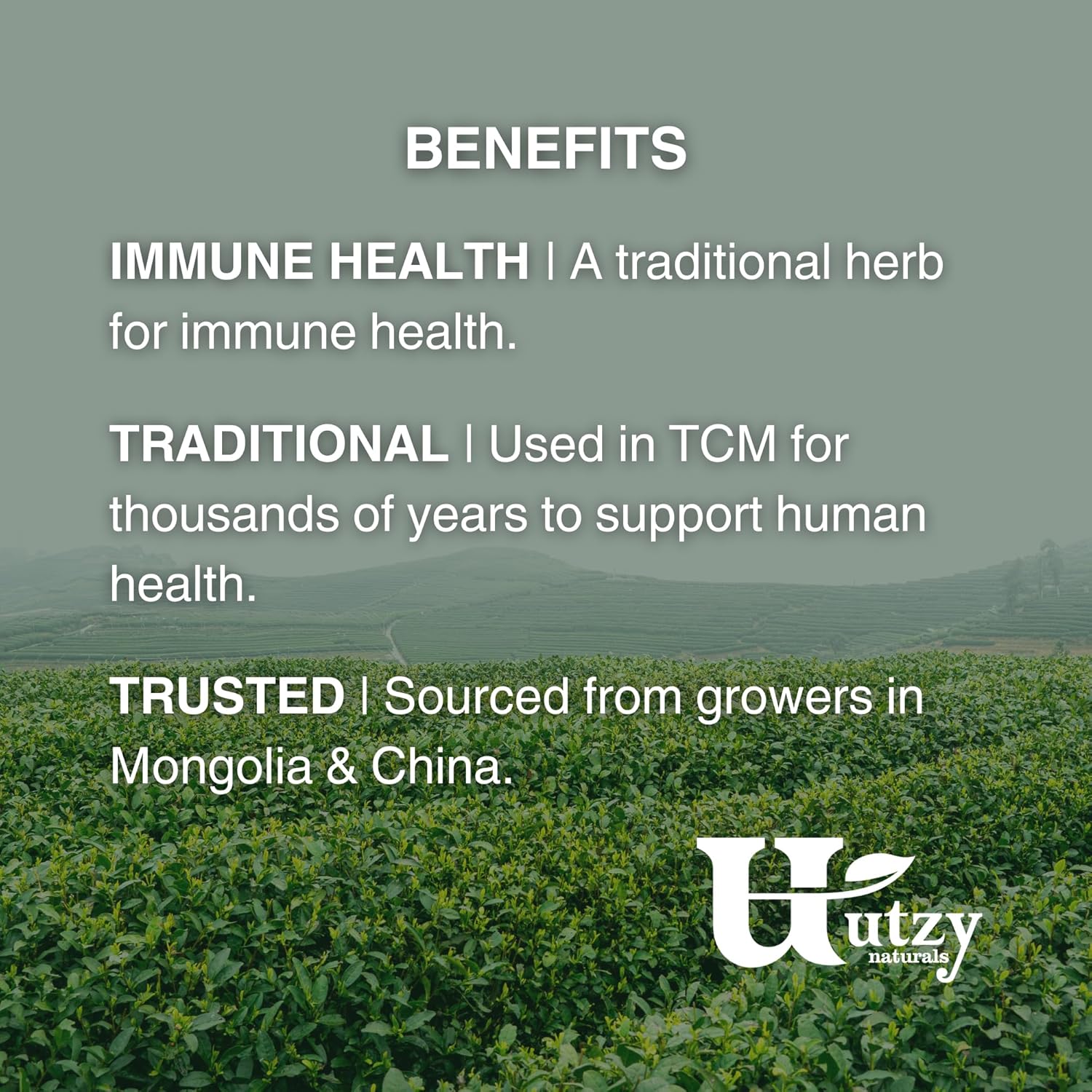 High-Quality Utzy Naturals Astragalus Supplement - 500 mg Capsules - 60 Servings