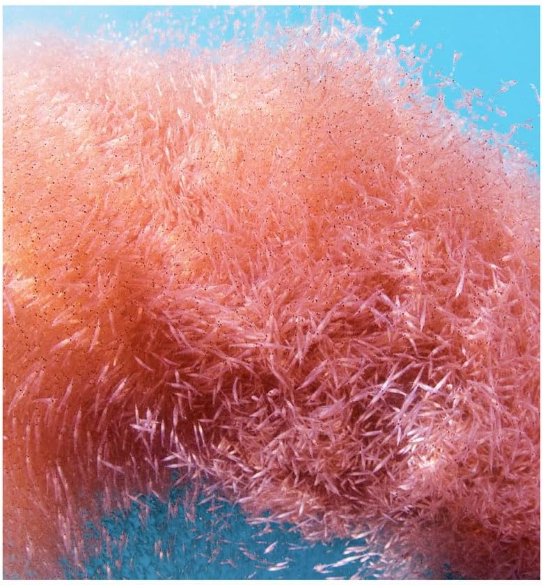 Highly Bioavailable Antarctic Krill Oil with Omega-3, Phospholipids, Choline, and Astaxanthin - Free of Heavy Metals