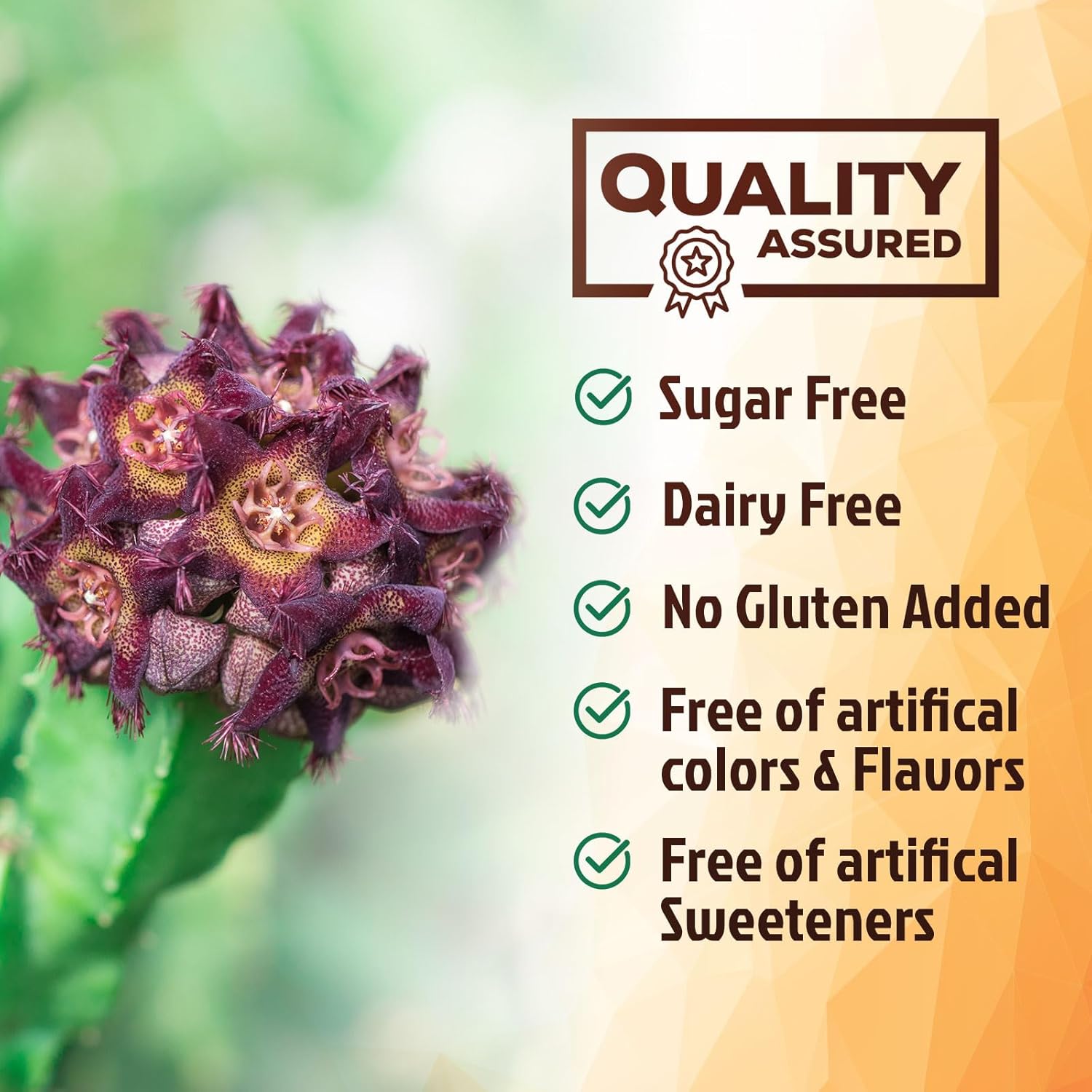 Highly Concentrated Pure Caralluma Fimbriata Extract 1200mg - Vegan Endurance Support Supplement for Men & Women - Non-GMO - 180 Capsules