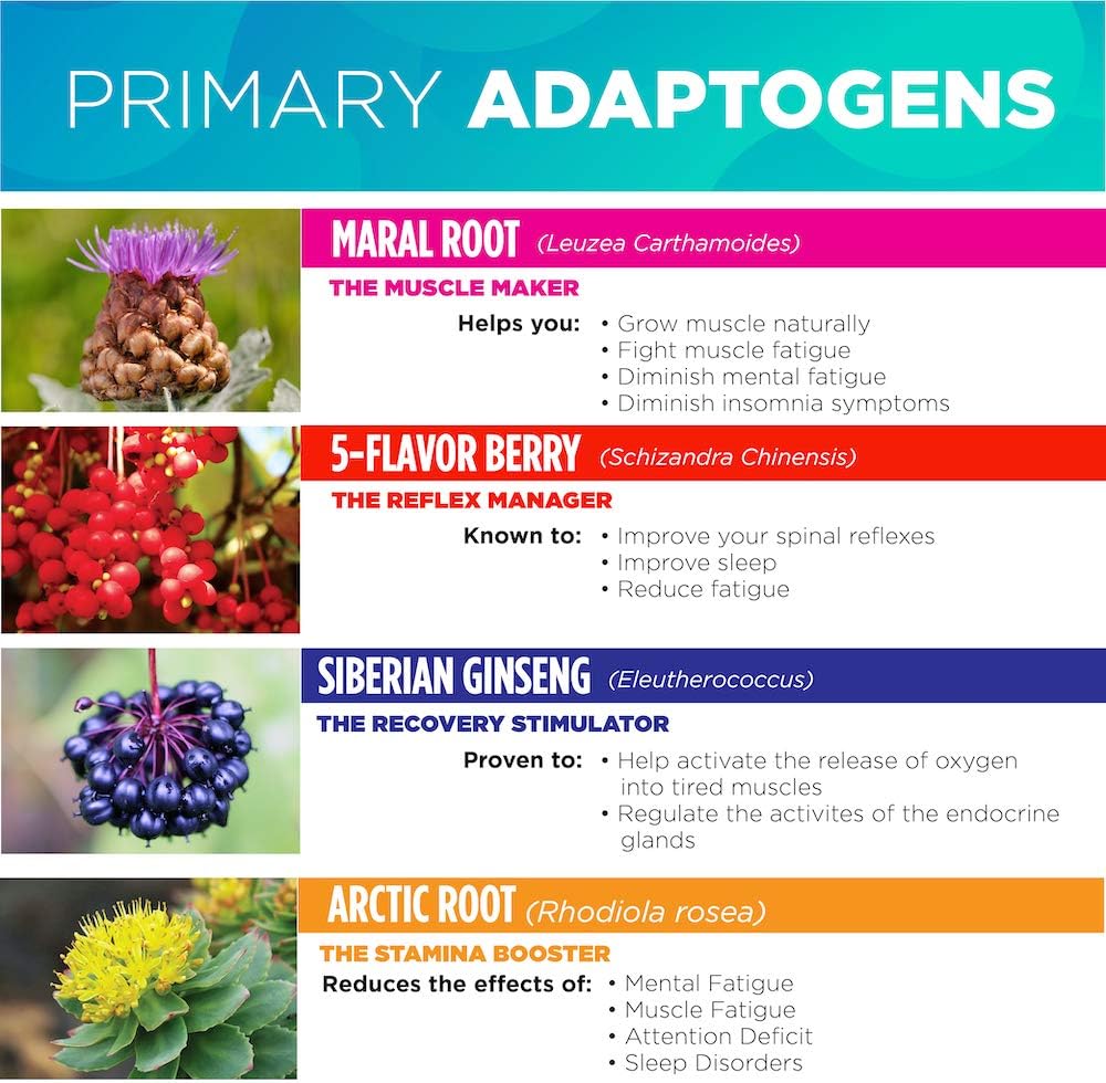 Himalaya Adaptogen Blend for Men with Rhodiola Rosea, Siberian Ginseng, & Maral Root - Supports Adrenals, Performance, Energy, & Stress