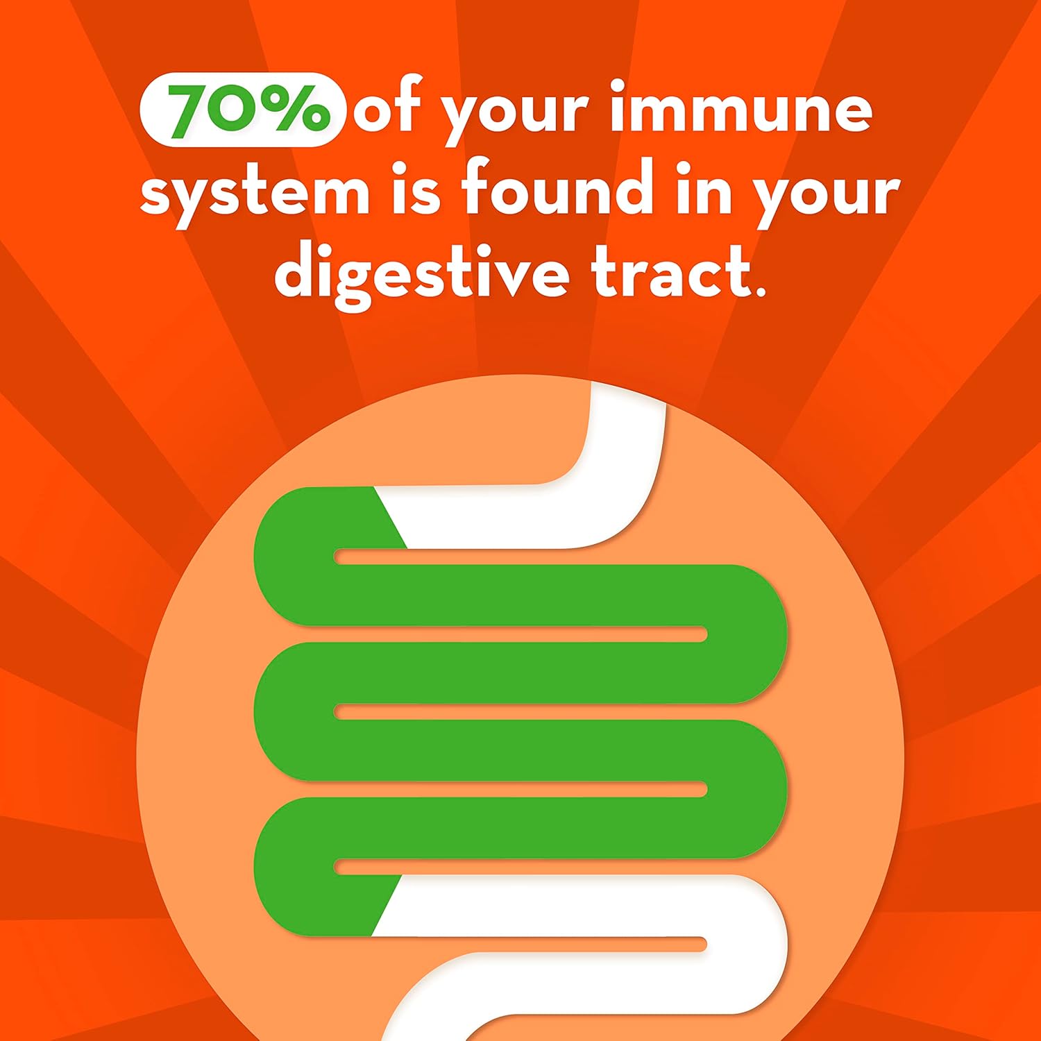 Immune and Digestive Health Probiotic for Men and Women, Daily Support, 14 Capsules