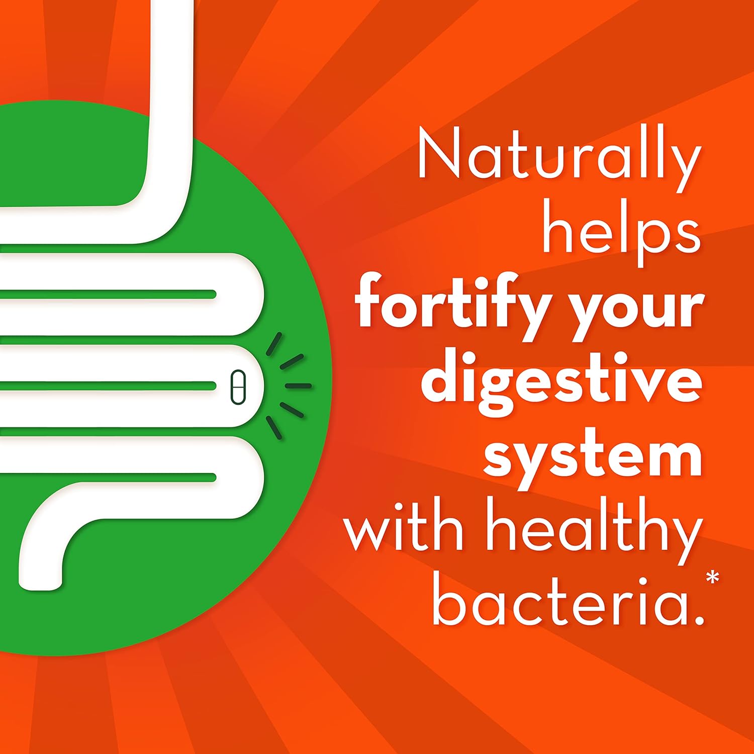 Immune and Digestive Health Probiotic for Men and Women, Daily Support, 14 Capsules