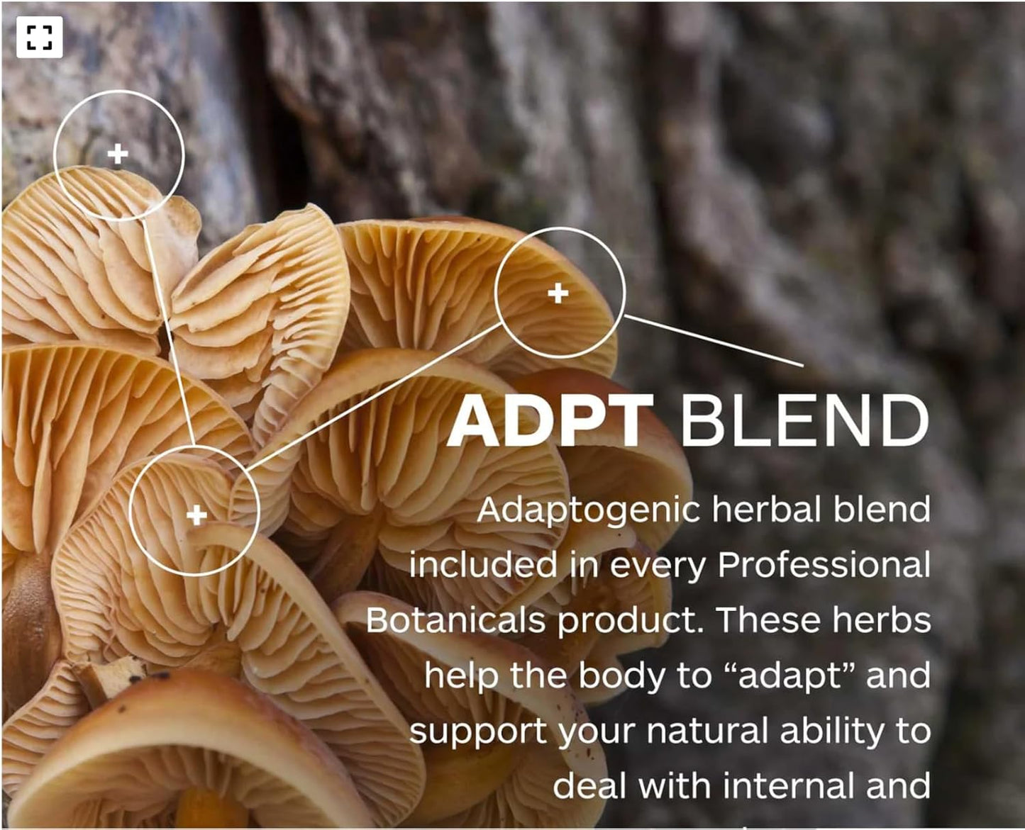 Immune System Support: Professional Botanicals Vegan Co-Resists - Herbal Blend with Nutrients - 90 Vegetarian Capsules
