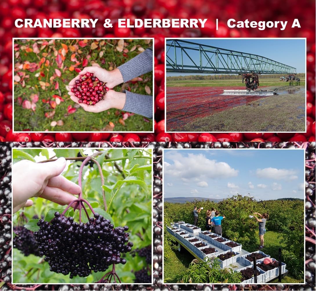 Immunia Cranberry & Elderberry Concentrate for Urinary Health - Natural Prevention of Infections - 5 ml/Day - 1-Pack