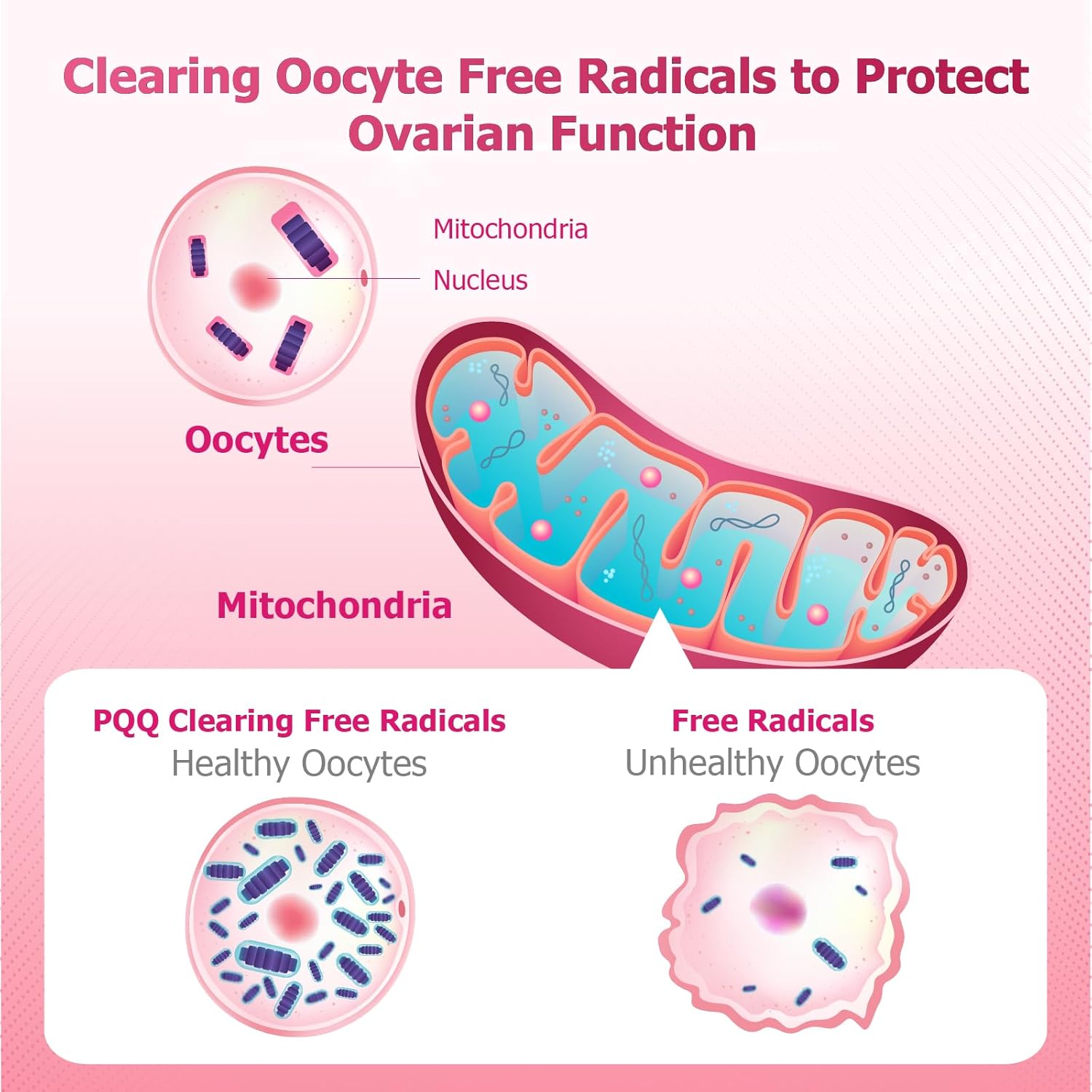 Inositol Ovarian Health Support Capsules for Women - Myo-Inositol & D-Chiro-Inositol Dietary Supplement