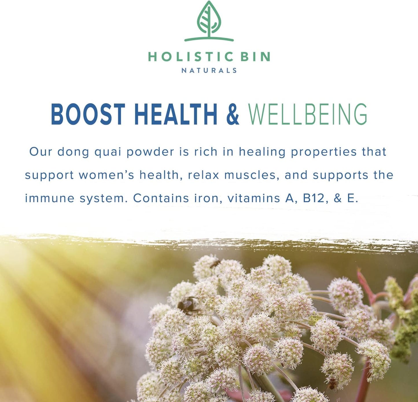 Japanese Wild Harvested Dong Quai Root Powder Extract (Angelica Sinensis) for Women's Health Support | Holistic Female Ginseng