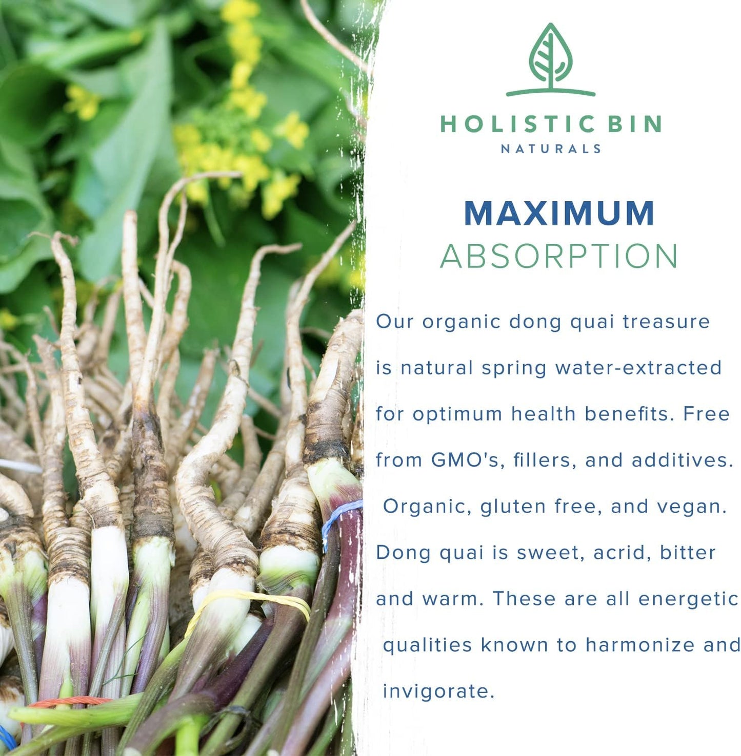 Japanese Wild Harvested Dong Quai Root Powder Extract (Angelica Sinensis) for Women's Health Support | Holistic Female Ginseng