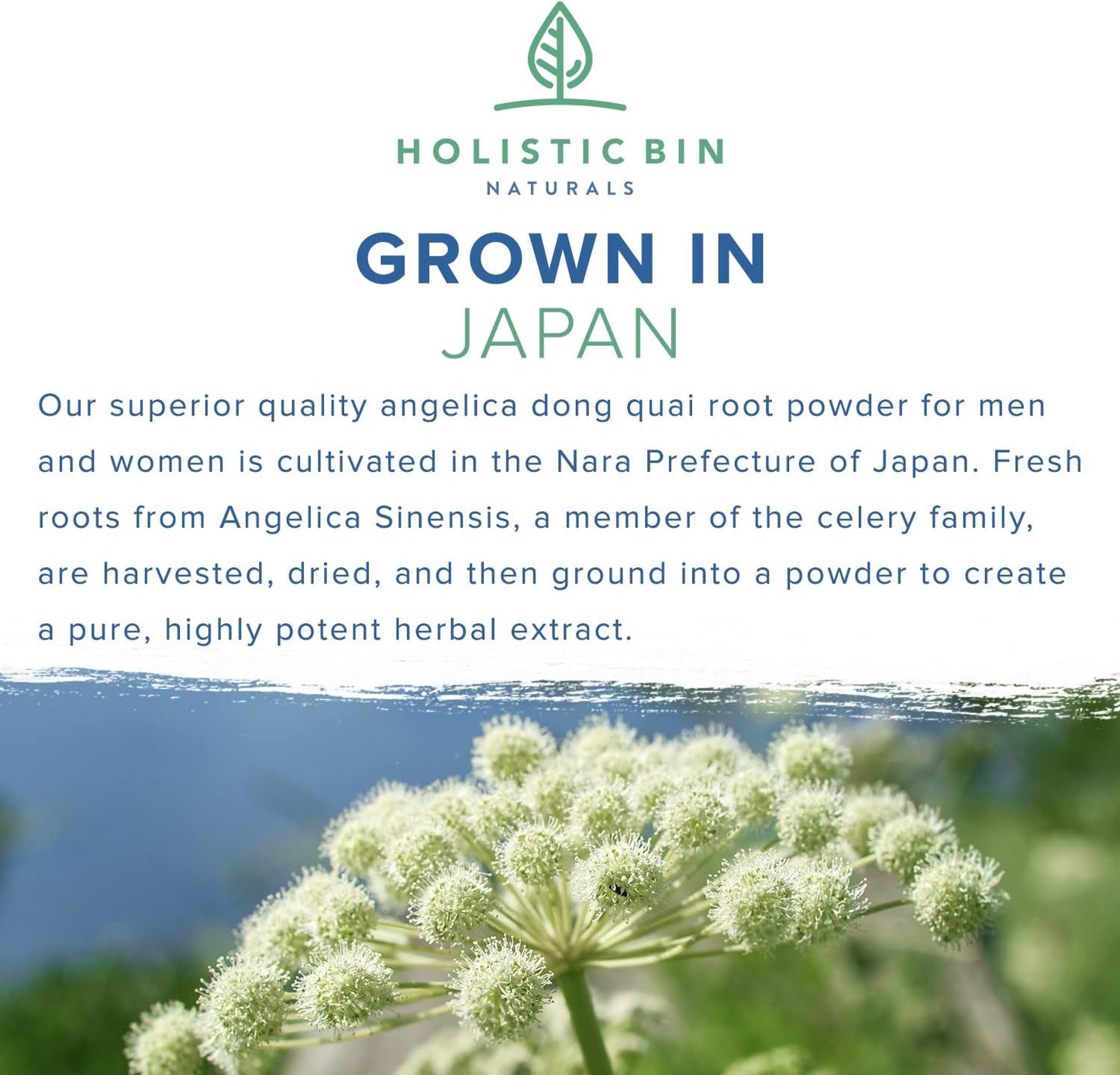 Japanese Wild Harvested Dong Quai Root Powder Extract (Angelica Sinensis) for Women's Health Support | Holistic Female Ginseng