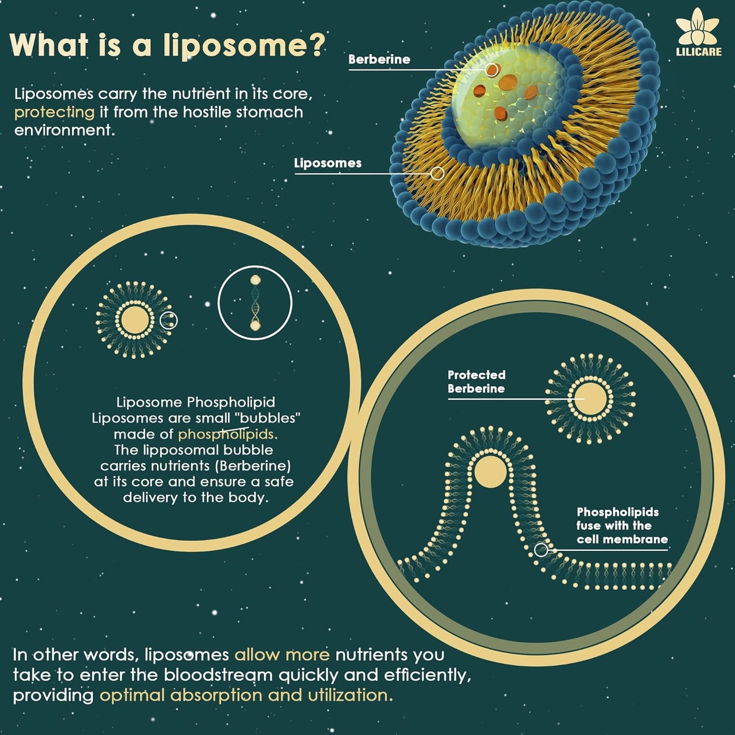 LILICARE Berberine Liposomal Gummies 500mg with Ceylon Cinnamon for Balanced Metabolism - Vegan, Sugar Free, High Absorption - 60 Count