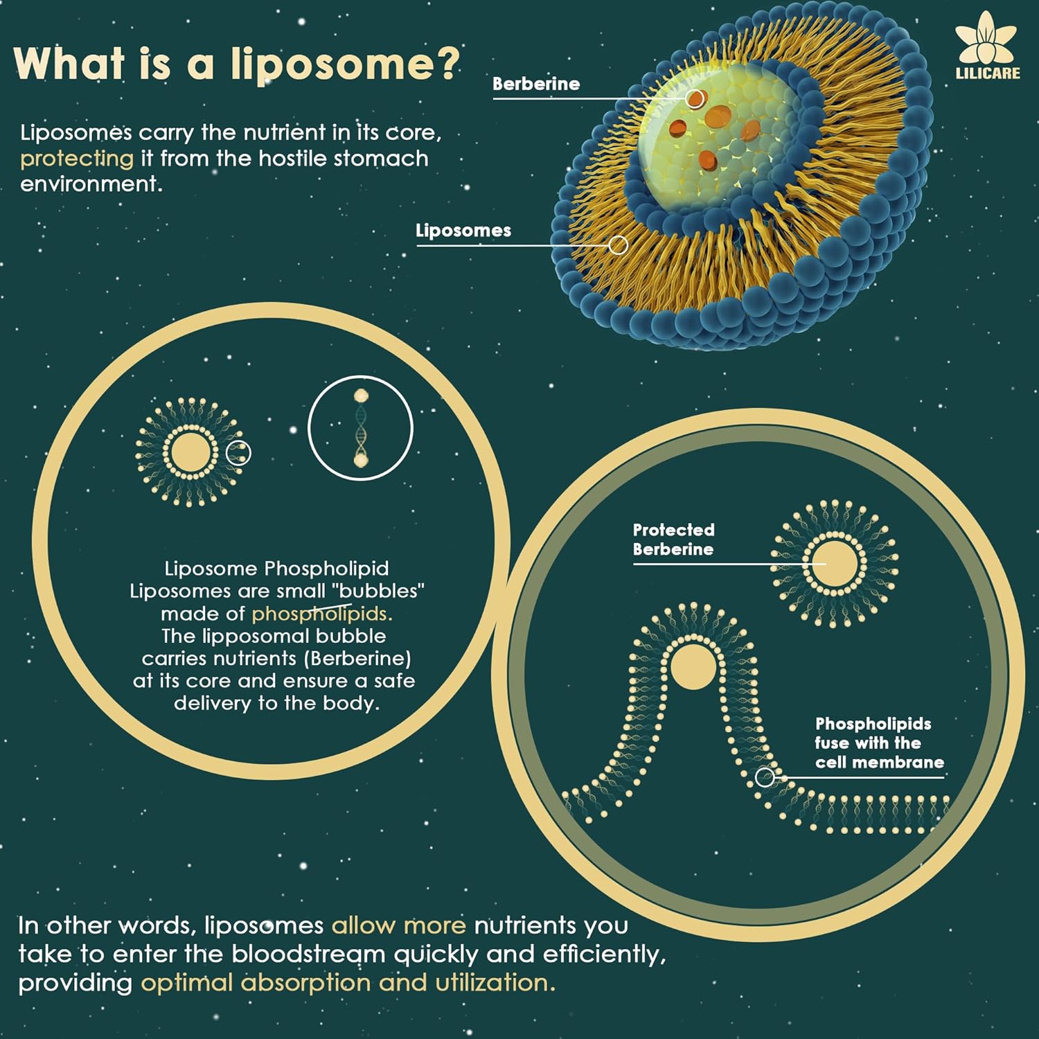 LILICARE Berberine Liposomal Gummies 500mg with Ceylon Cinnamon for Balanced Metabolism - Vegan, Sugar Free, High Absorption - 60 Count