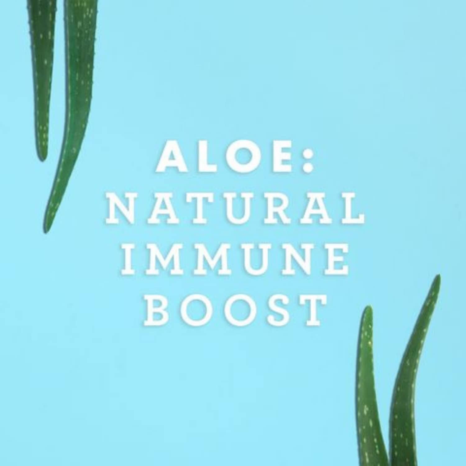 Lily Of The Desert Aloe Vera Juice Inner Fillet, Vegan Dietary Support, Gluten Free Digestive Aid - 16 Fl Oz