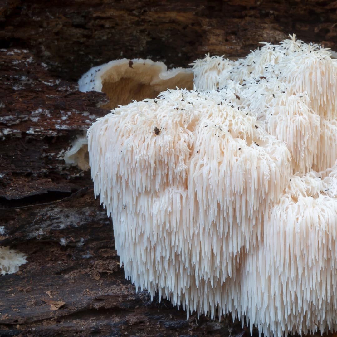 Lion's Mane Capsules (730 Count) with Pure Original Ingredients, Lab Verified, No Magnesium or Rice Fillers