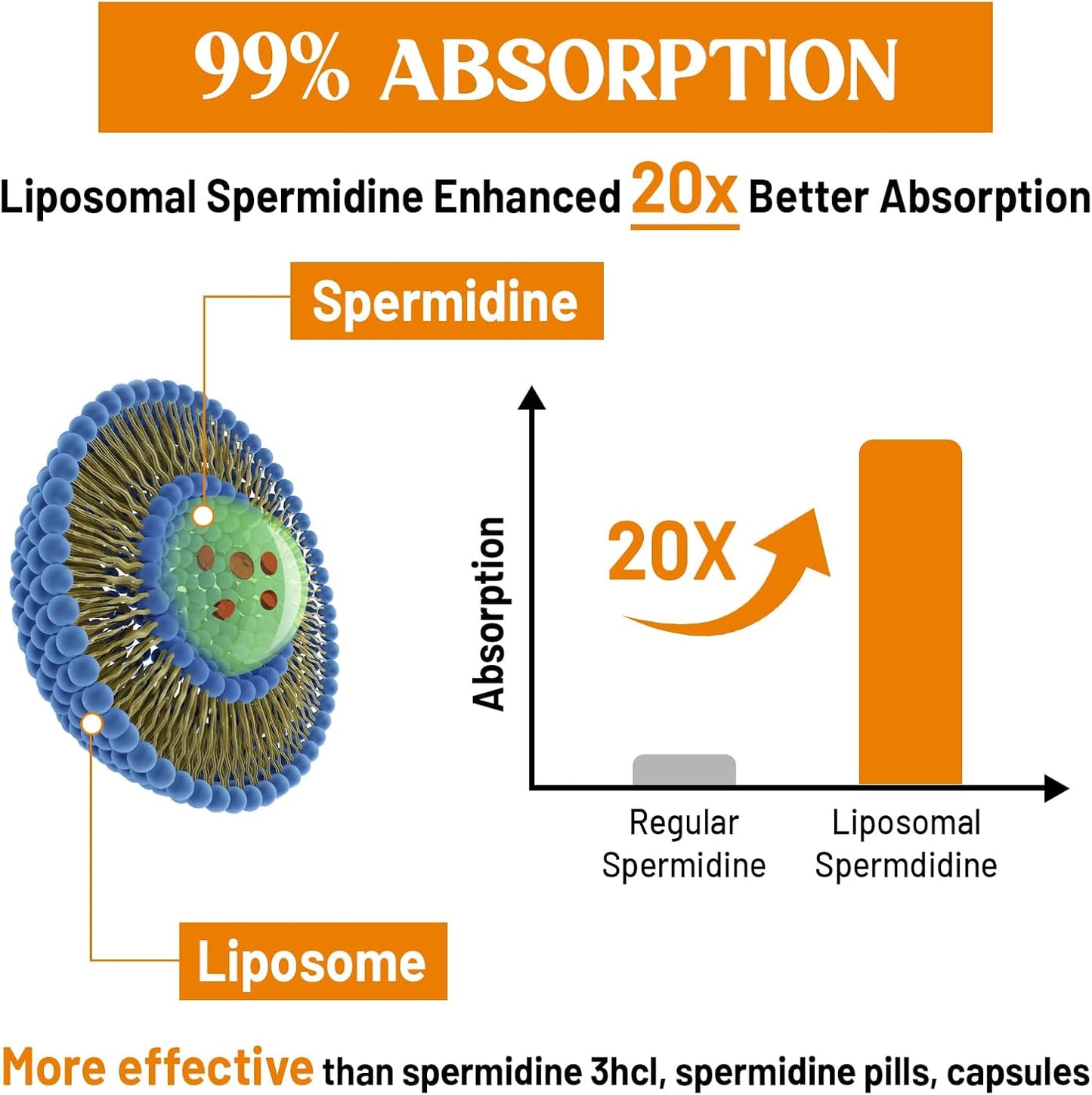 Liposomal Spermidine Supplement 30mg - High Absorption & Potency, Fermented Wheat Germ Extract Softgels for Cellular Renewal and Longevity - 60 Count