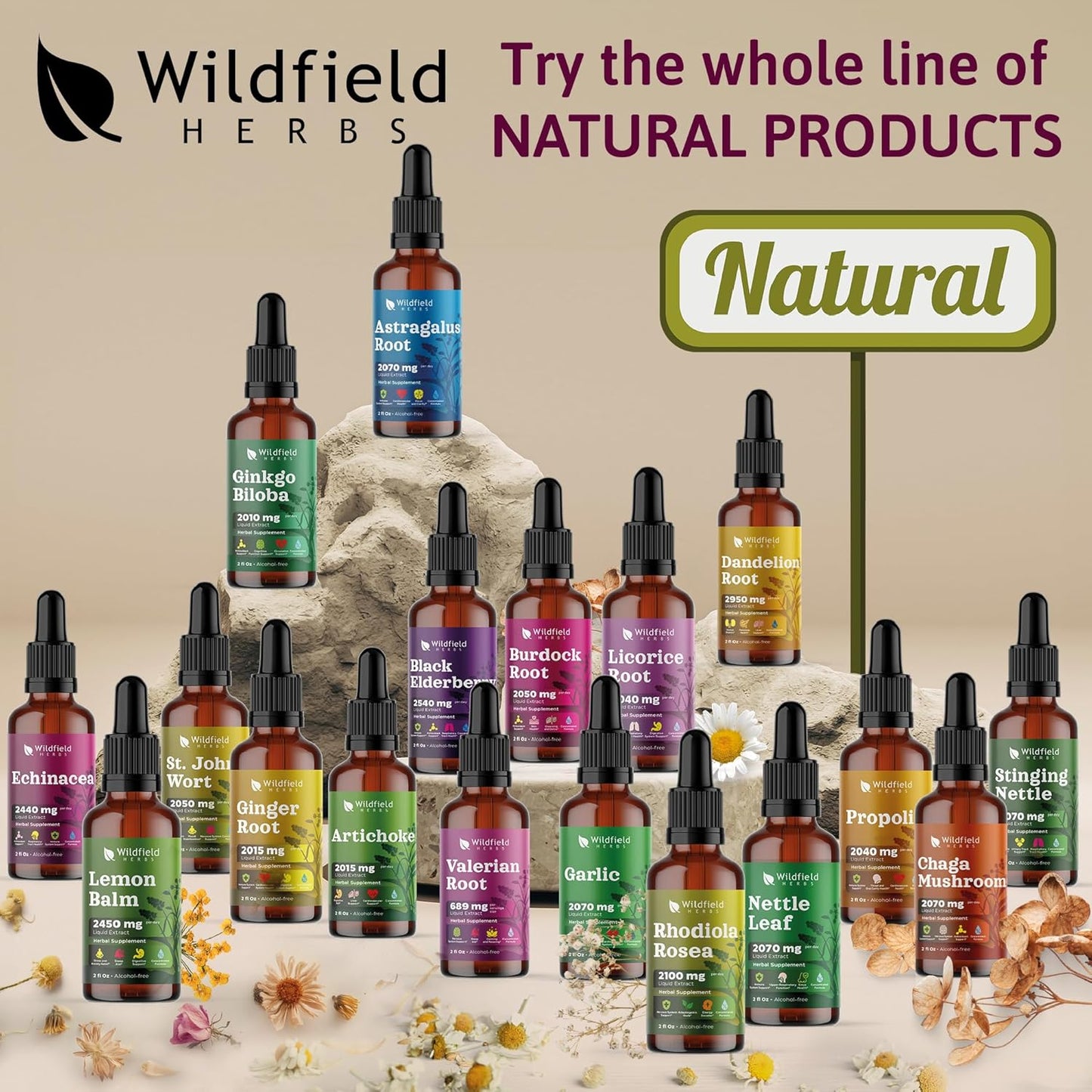 Liquid Echinacea Root Drops Tincture 2440mg - Herbal Supplement, Alcohol-Free, 1 Month Supply - 2 Oz, Pack of 1