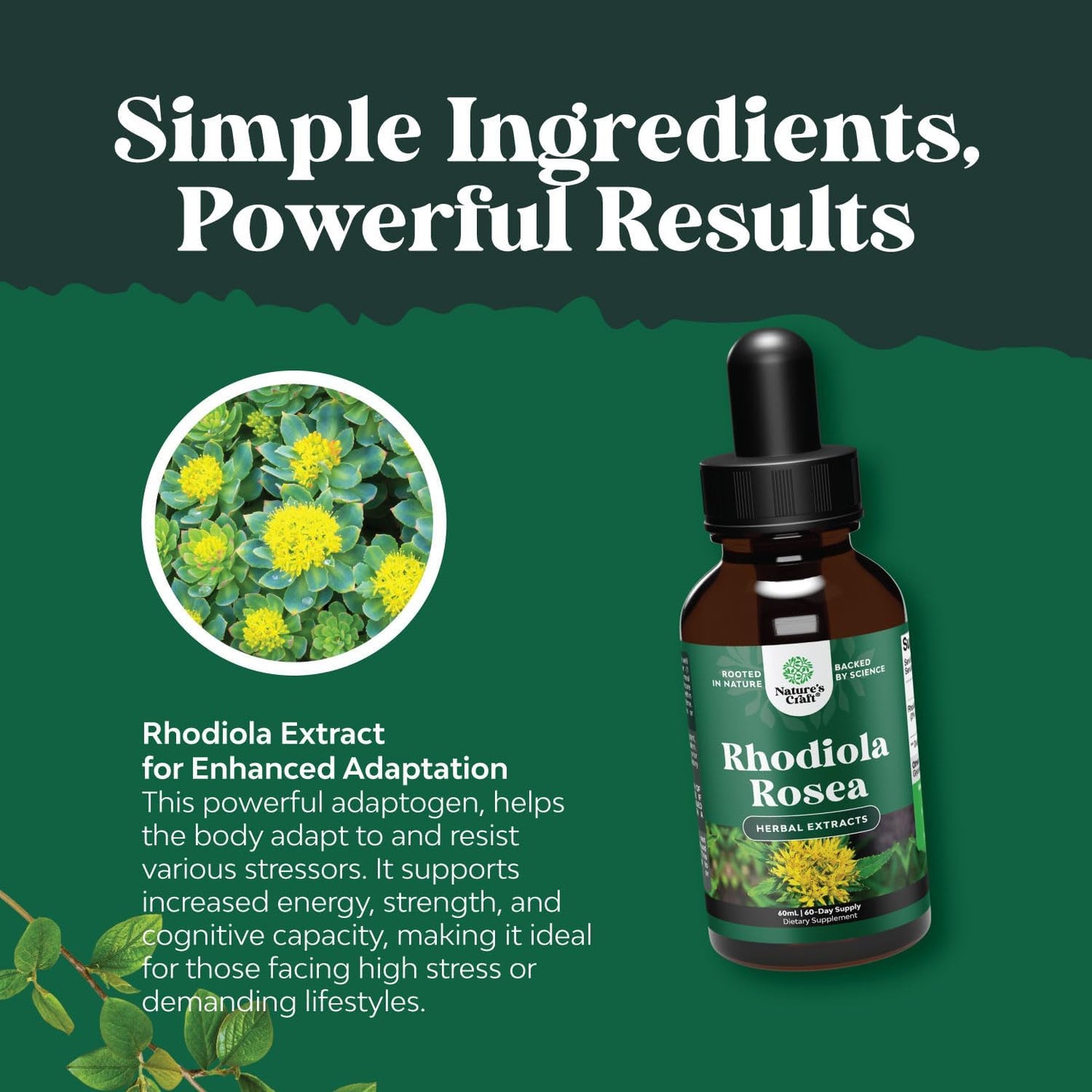Liquid Rhodiola Rosea Supplement - High Potency Tincture for Stress, Energy, and Mood Support - 3% Salidrosides Extract - Vegan, Non-GMO, Alcohol-Free - 120 Servings