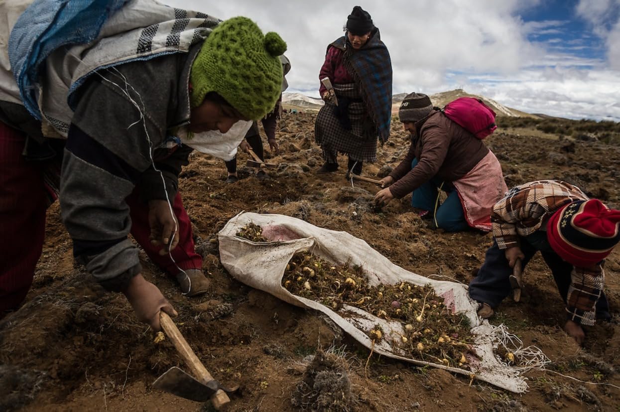 MARAS GOURMET Organic Peruvian Black MACA Gelatinized Powder - 14.1 oz (400g) - 80 Servings