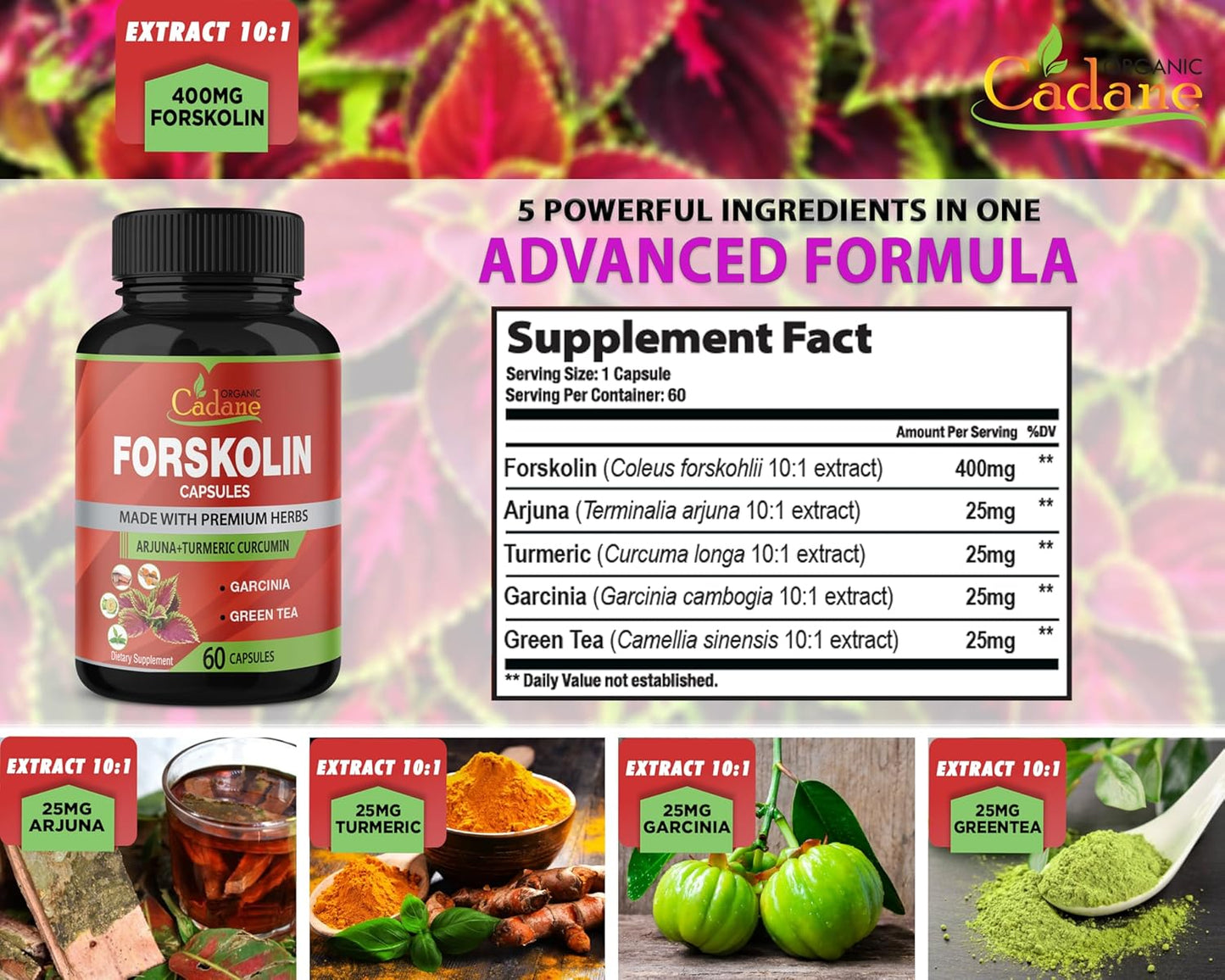 Maximum Strength Organic Cadane Forskolin Capsules with Turmeric, Arjuna, Garcinia Cambogia & Green Tea - Immune System Support - 60 Capsules, 2 Month Supply