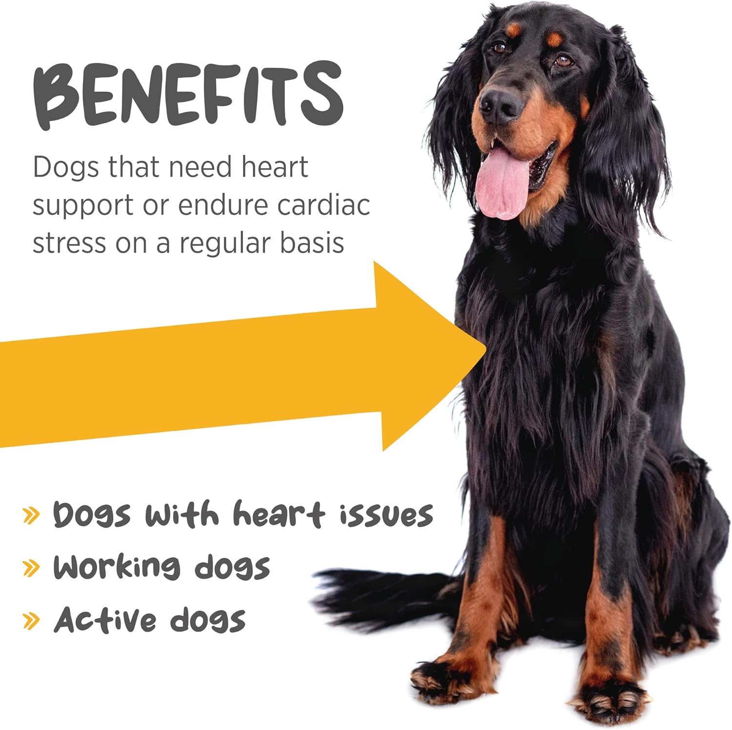 maxxipaws maxxicardio Dog Heart & Cardiovascular Powder Supplement, 5.3oz - Supports Canine Cardiovascular Health