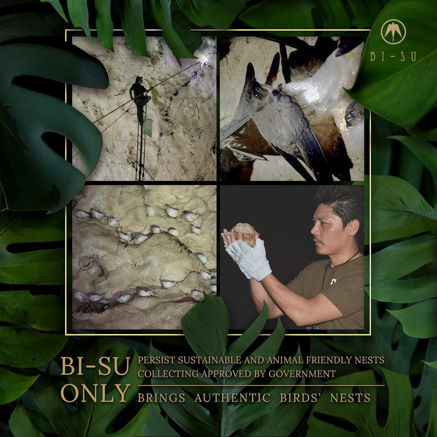 Natural Swiftlet Nests Extract Jelly Stick with Collagen, Vitamin C - Anti-Aging & Immune Boost - Cranberry Flavor, 30 PCS