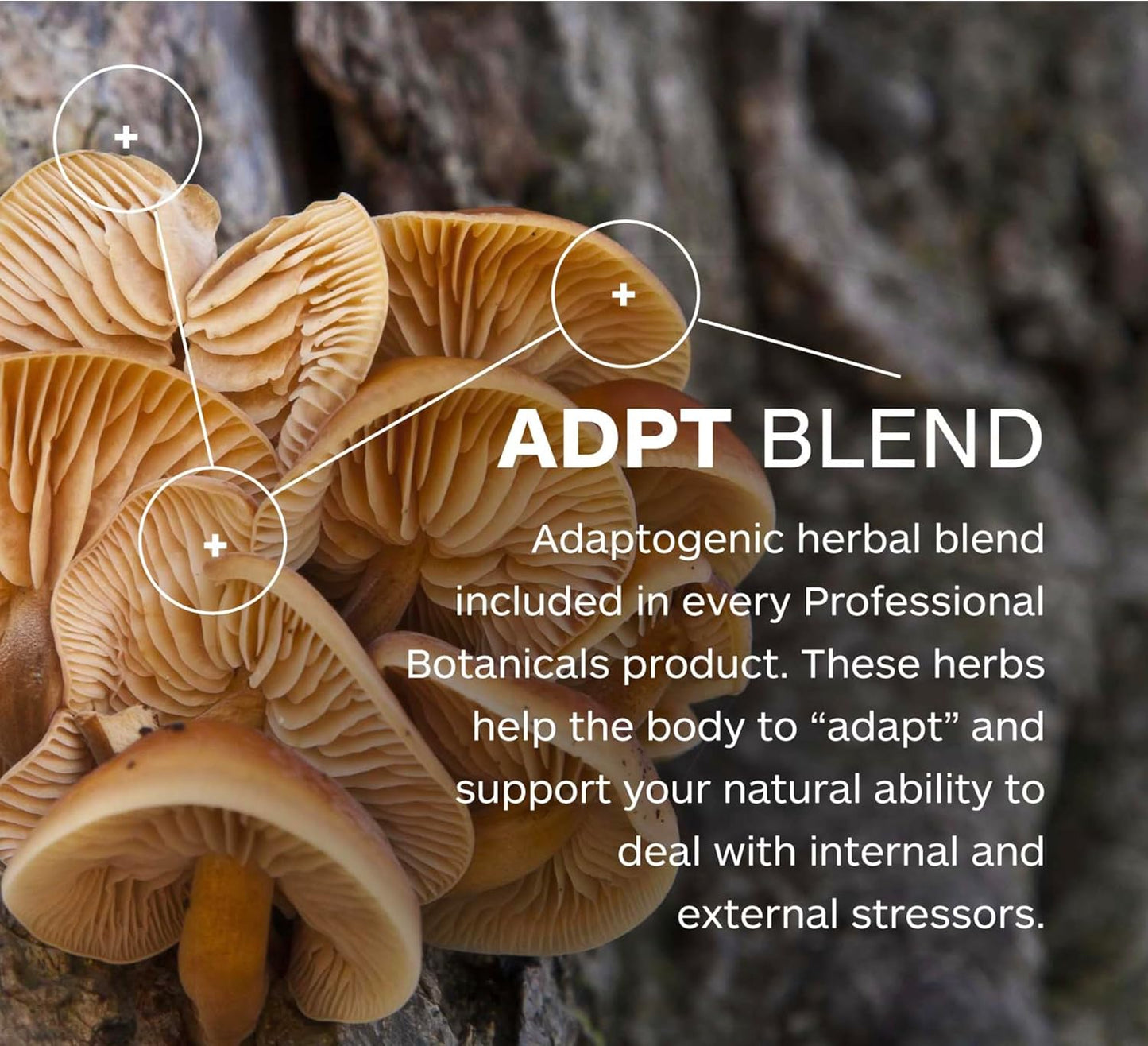 Natural Vegan Stress Support Supplement - Professional Botanicals Tense-X for Mental and Physical Relaxation - 60 Vegetarian Capsules