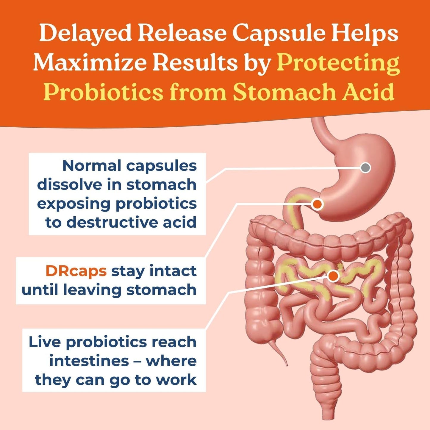 NatureCity True-Life-PB Prebiotic & Probiotic Blend for Digestive Health - Shelf Stable, Dairy Free - 60 Veggie Capsules for Men & Women