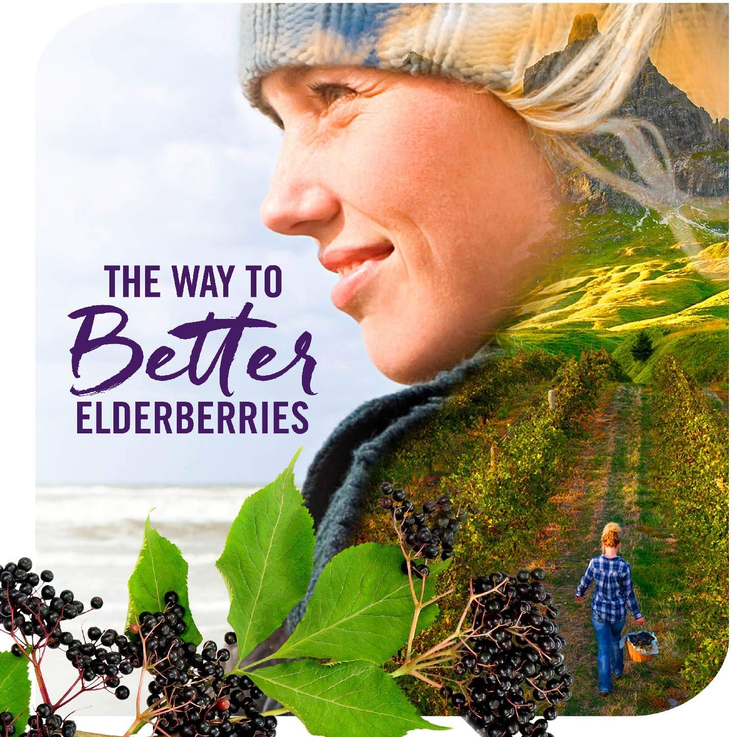Nature's Way Sambucus Zero Sugar Immune Support Syrup, Highly Concentrated Black Elderberry Extract, Sugar-Free, Berry Flavored - 4 Fl Oz