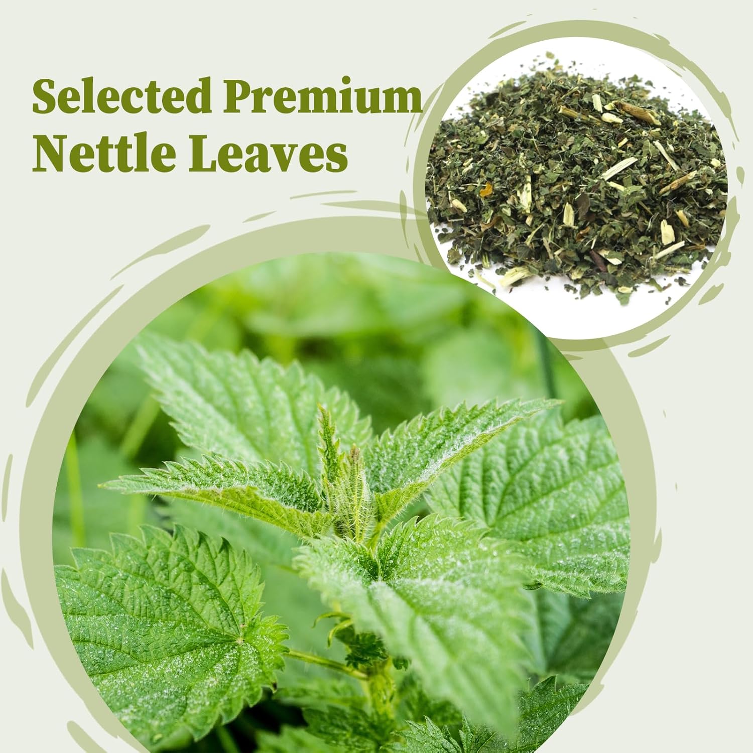 Nettle Leaf Tea Bags - 25 Teabags, 1.5g/bag - Promotes Eye Health & Bone Strength - FullChea Stinging Nettle Tea
