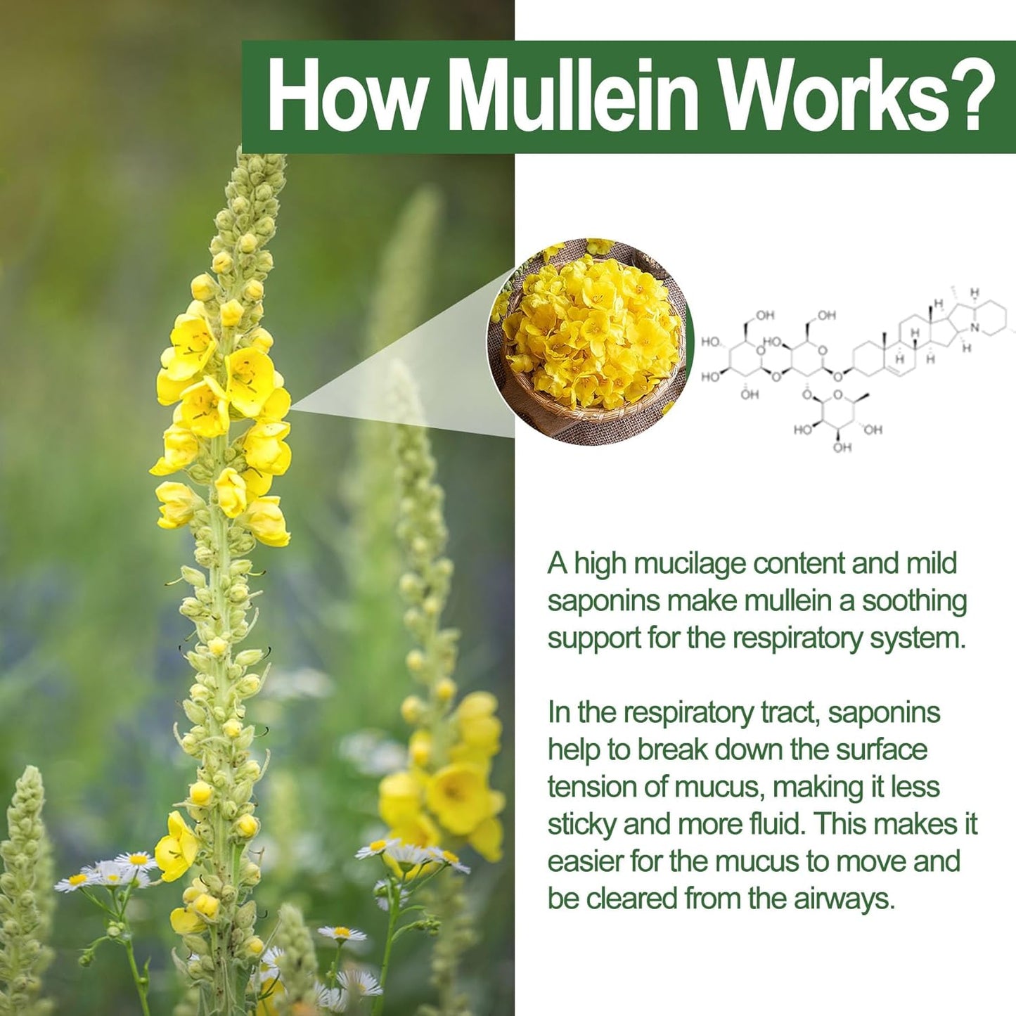 NEVISS Mullein Leaf Extract Gummies 1000mg for Lung Health, Respiratory Support with Quercetin & Bromelain, D3, Vegan - 60 Count