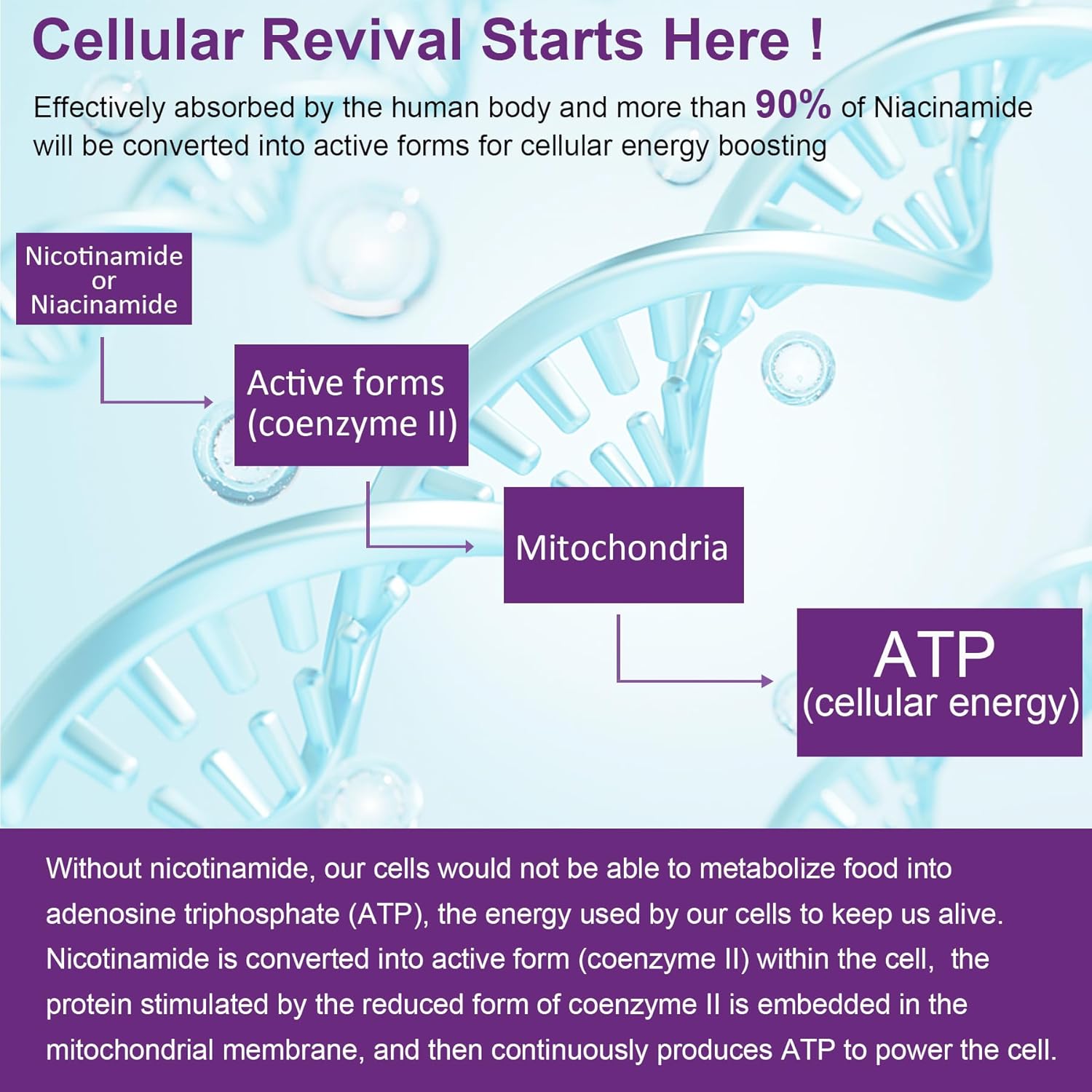 NEVISS Nicotinamide Gummies with Zinc and Copper - 500mg Supplement
