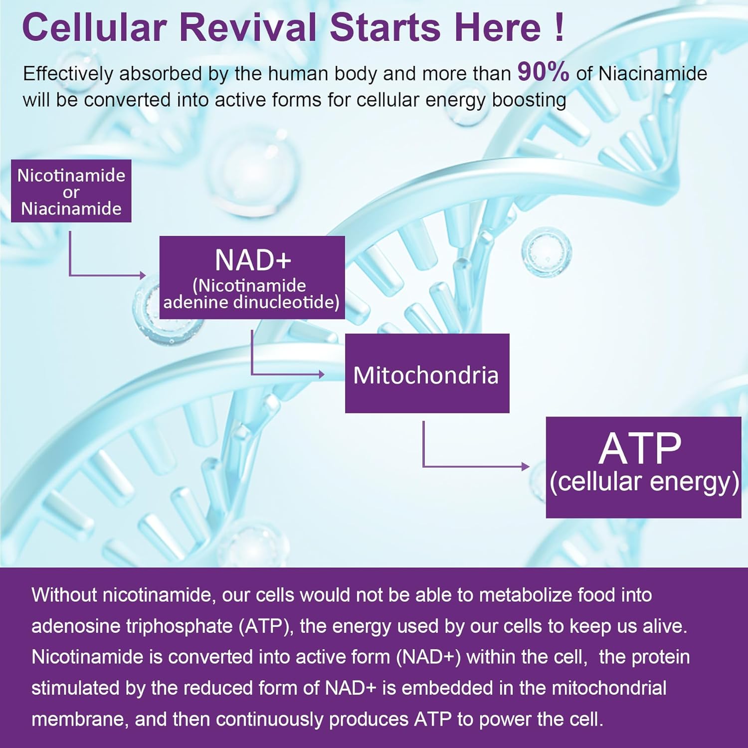 NEVISS Sugar-Free Nicotinamide Gummies 500mg - Niacinamide Supplement for Cell Regeneration, NAD+ Boost, Healthy Aging, Energy & DNA Repair - 60 Count
