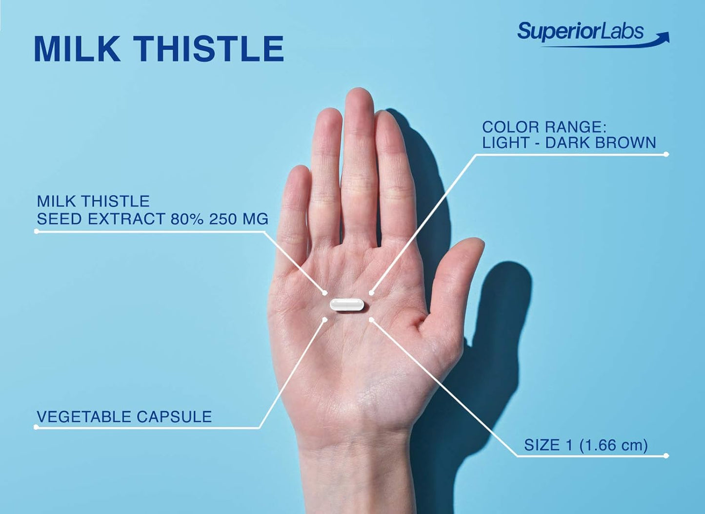 NonGMO Milk Thistle Extract - 80% Silymarin Flavonoids - Supports Liver and Kidney Health - 120 Capsules, 250mg