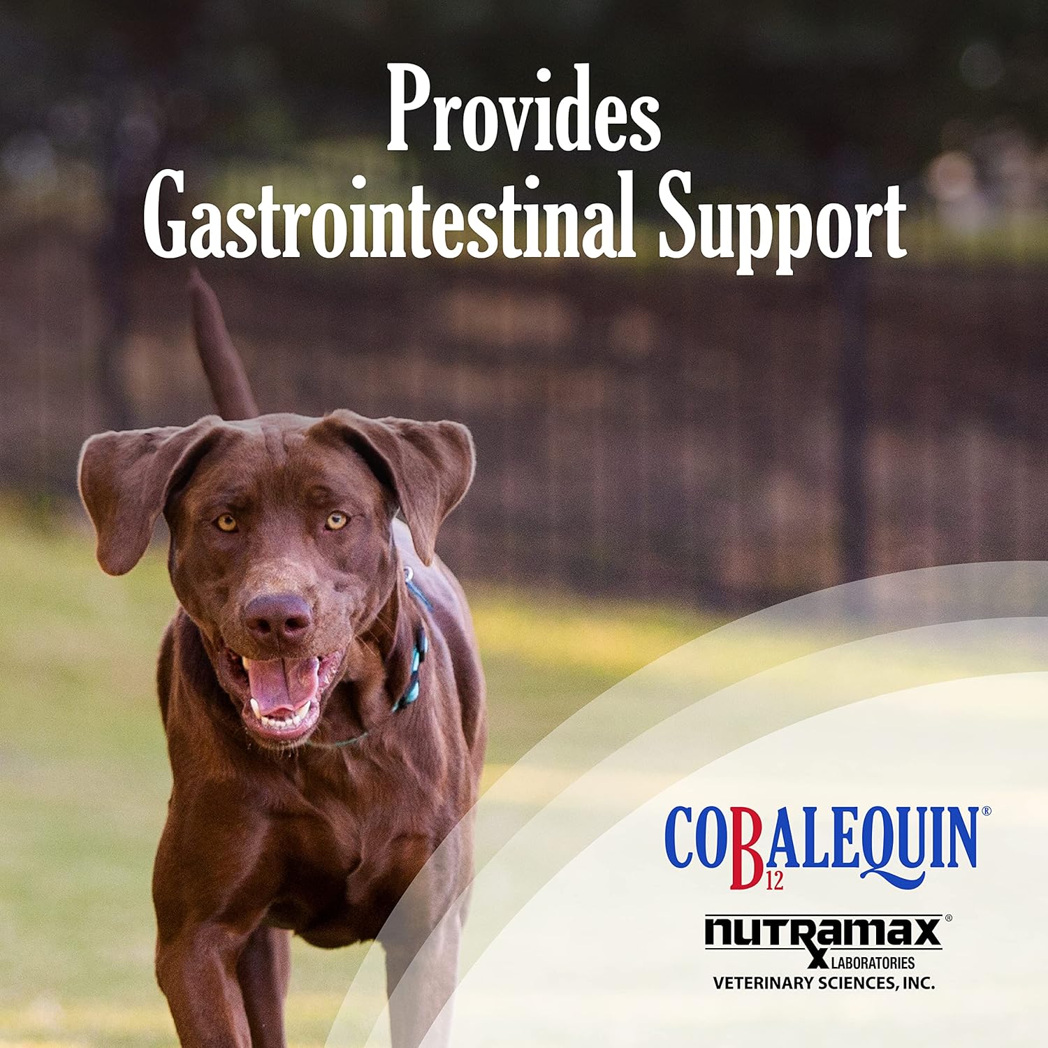 Nutramax Laboratories Cobalequin B12 Supplement for Medium to Large Dogs - 45 Chewable Tablets with Hydrolyzed Chicken - 2.08 oz