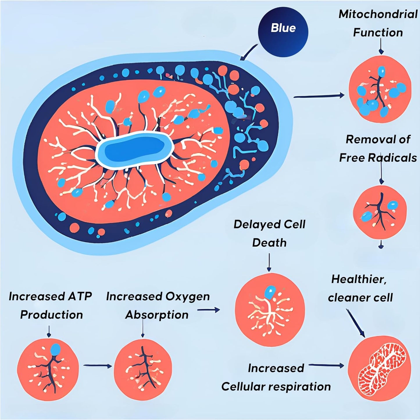 Nutricel Blue Immune Capsules with Methylene Blue, Grass-Fed Beef Liver & Magnesium bisglycinate - 60 ct