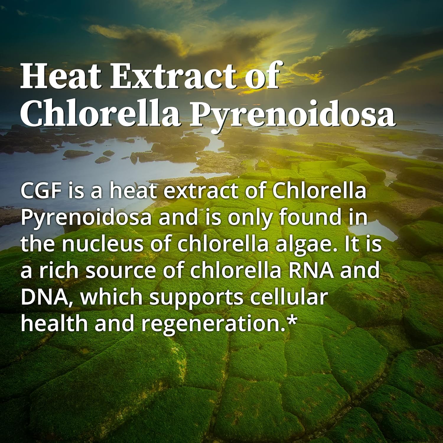 Nutrient-Dense Chlorella Growth Factor Capsules for Metabolism, Detox & Immunity - 100 Capsules