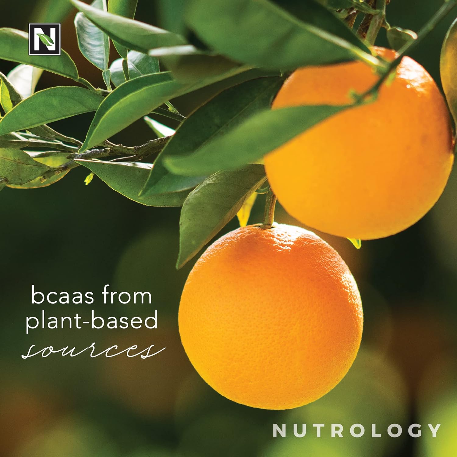 Nutrology Grass Fed Whey Protein Powder, Creamy Chocolate Flavor & Plant Based BCAA Powder, Orange Coconut Flavor - Bundle Deal