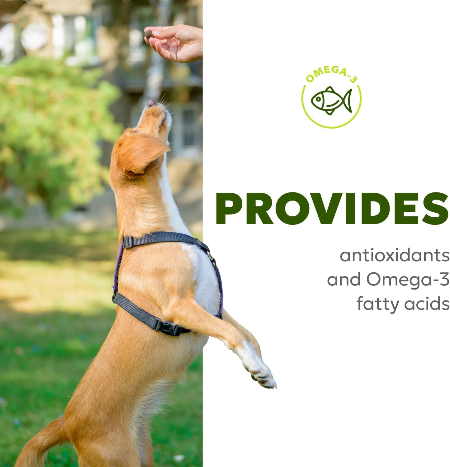 Omega-3 Dog Skin & Coat Soft Chews with Fish Oil, Biotin, Vitamins A & D3 | Pet Vitamins for Skin Health | 60 Chews