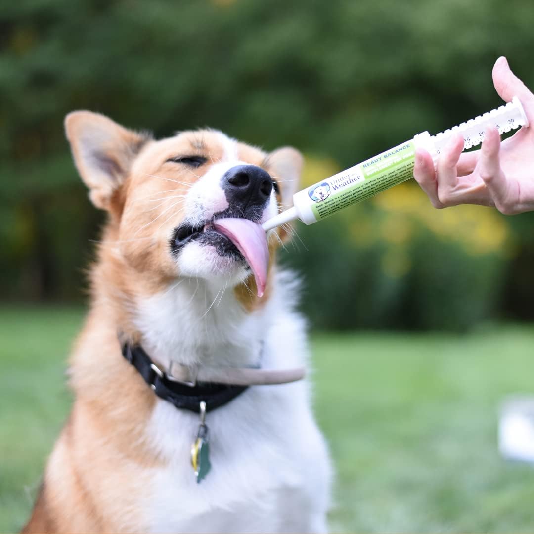Oral Probiotic and Prebiotic Gel for Dogs | Ready Balance Supplement for Under the Weather Pets