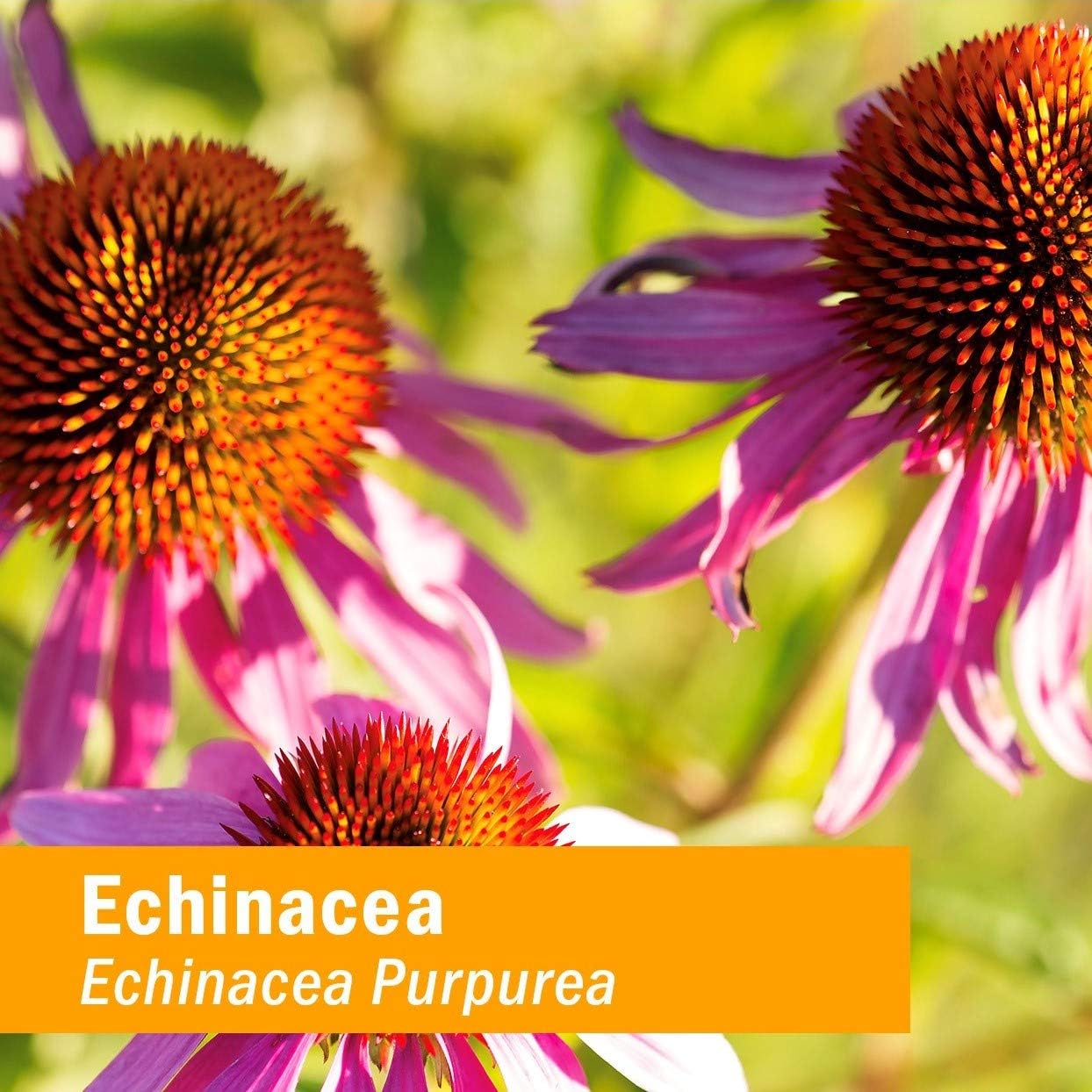 Organic Alcohol-Free Echinacea Glycerite Liquid Extract for Kids - 4 oz by Herb Pharm