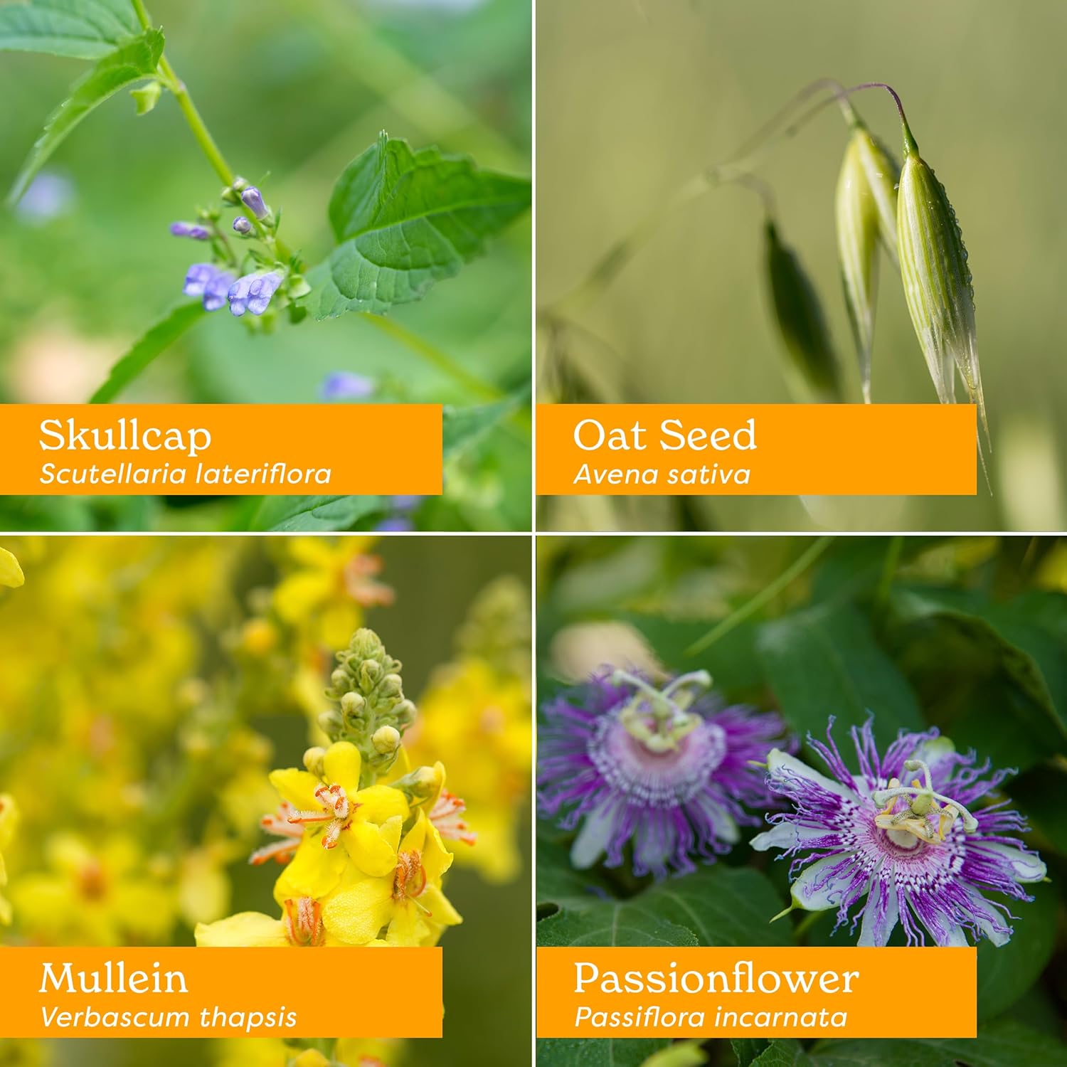 Organic Alcohol-Free Herbal Hug Liquid Glycerite for Kids - 1 Oz Bottle by Herb Pharm