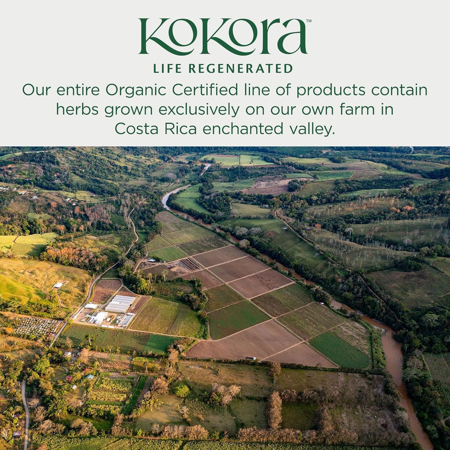 Organic Ashwagandha & Cordyceps Blend for Energy & Stress Resilience - Supports Healthy Adrenal Function, Coffee Alternative