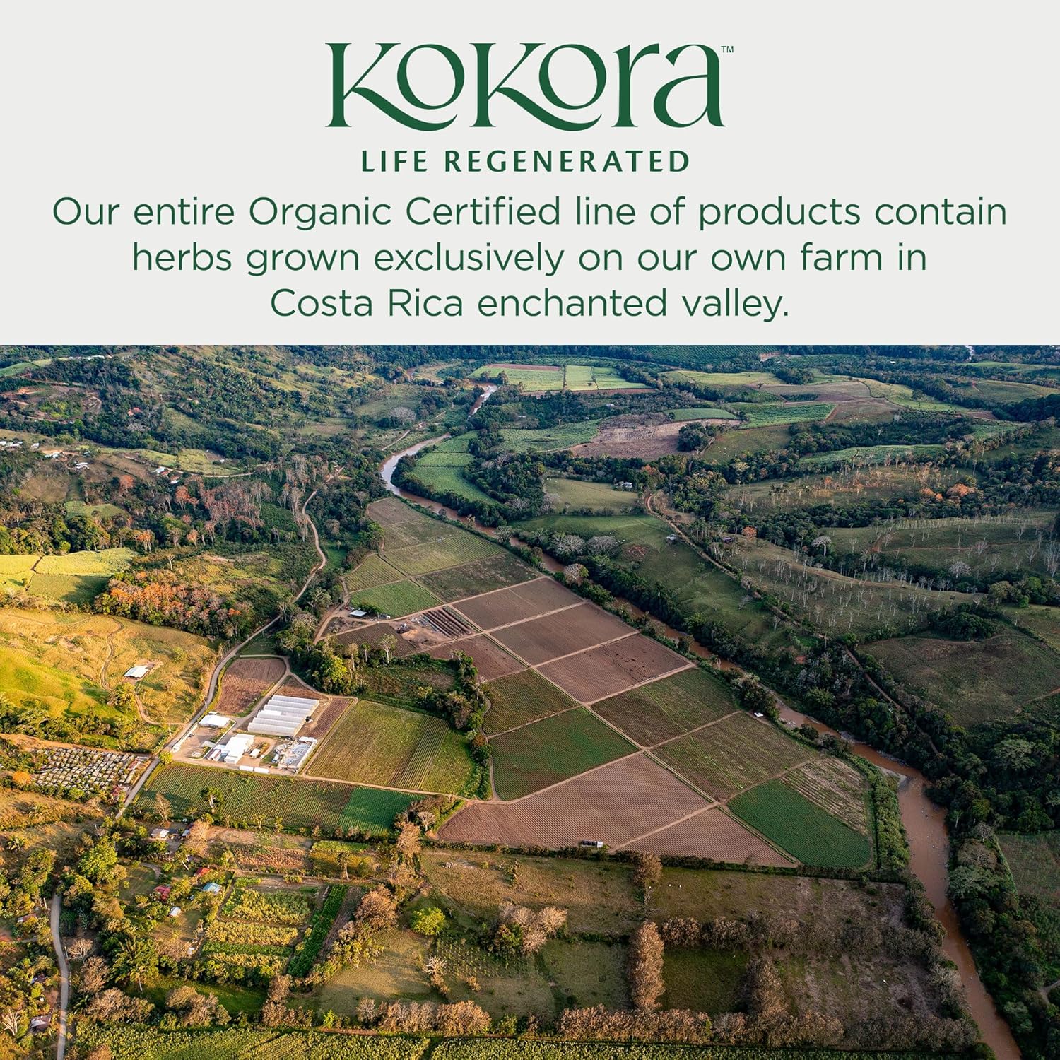 Organic Ashwagandha & Cordyceps Blend for Energy & Stress Resilience - Supports Healthy Adrenal Function, Coffee Alternative