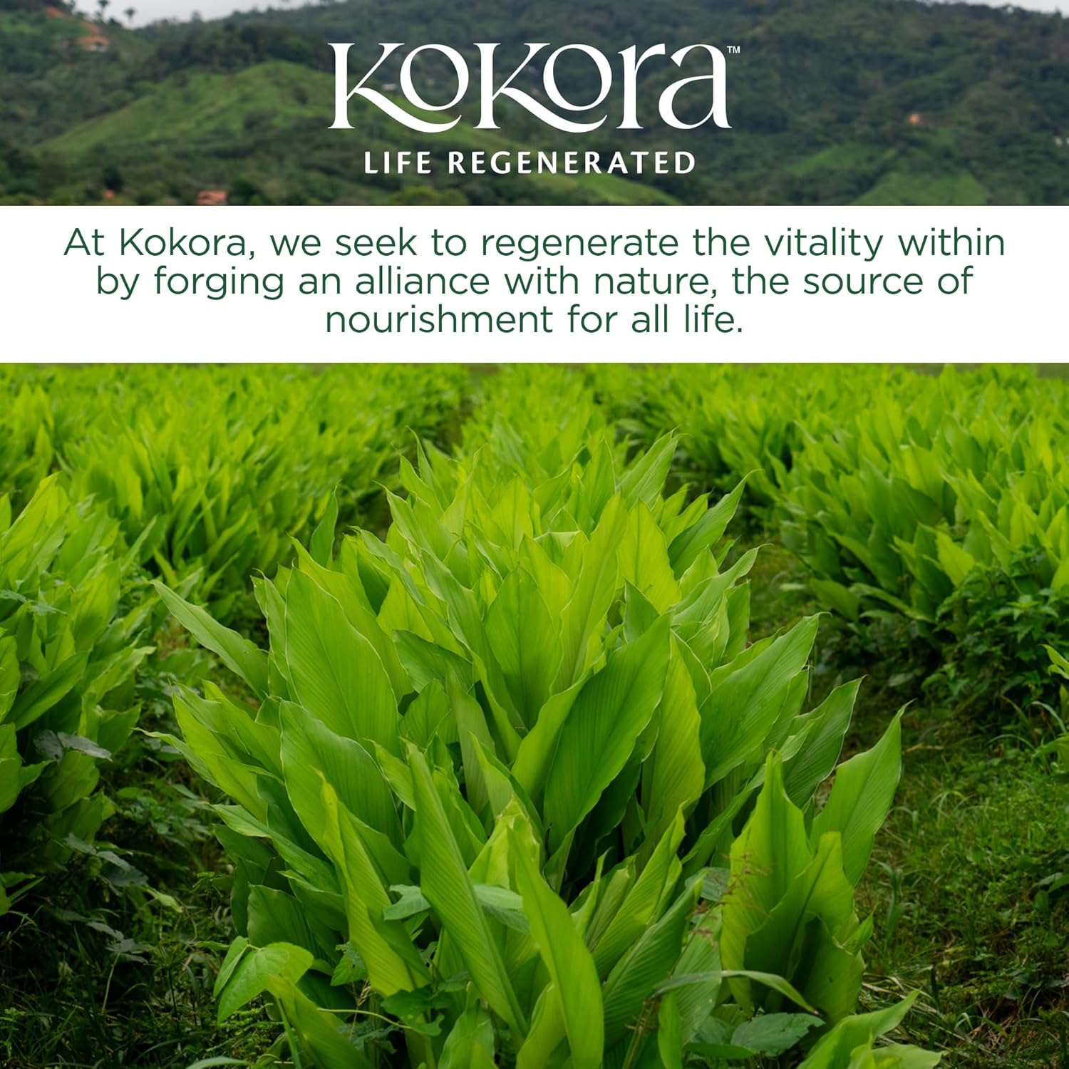 Organic Ashwagandha & Cordyceps Blend for Energy & Stress Resilience - Supports Healthy Adrenal Function, Coffee Alternative