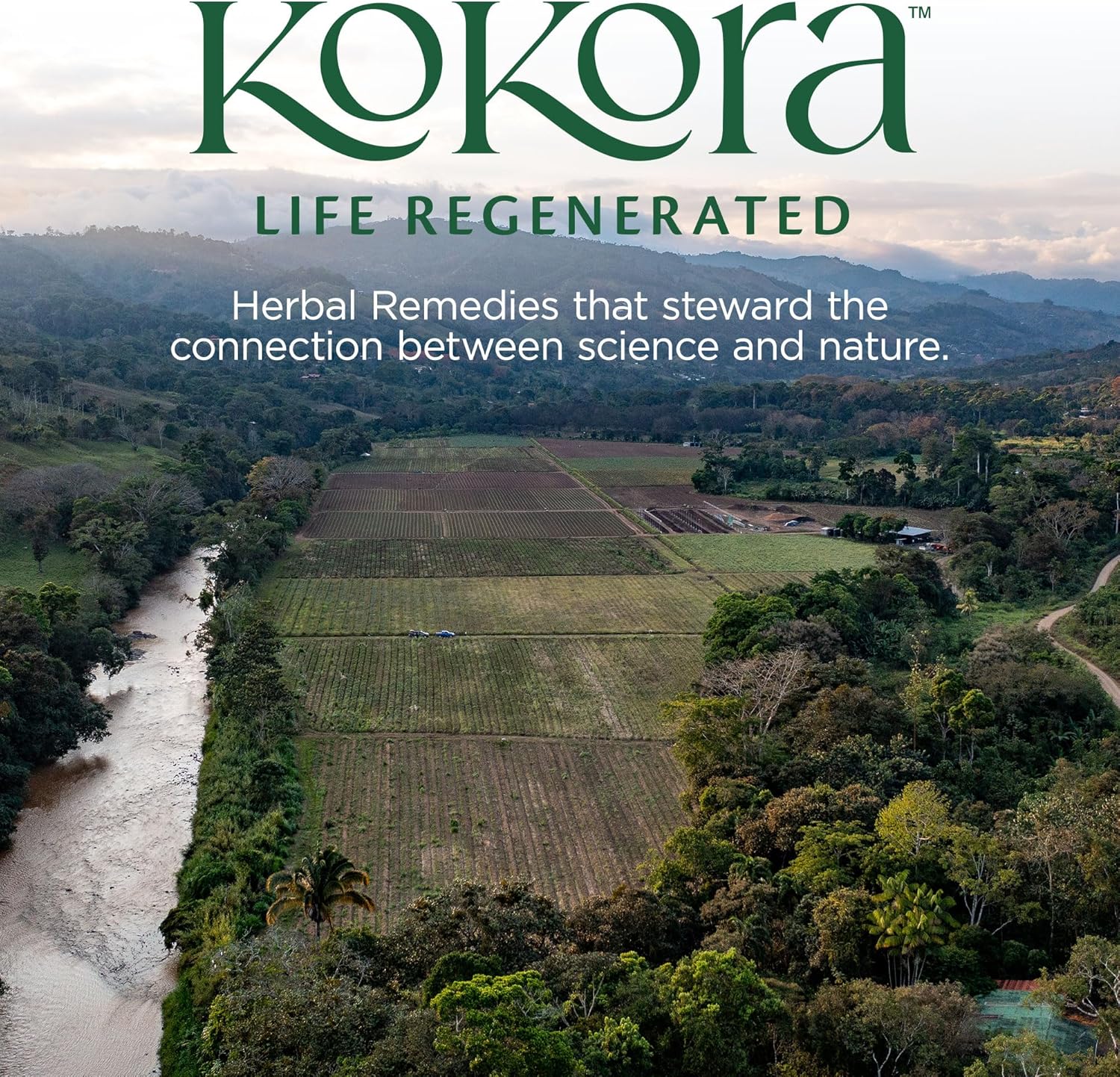Organic Ashwagandha & Cordyceps Blend for Energy & Stress Resilience - Supports Healthy Adrenal Function, Coffee Alternative