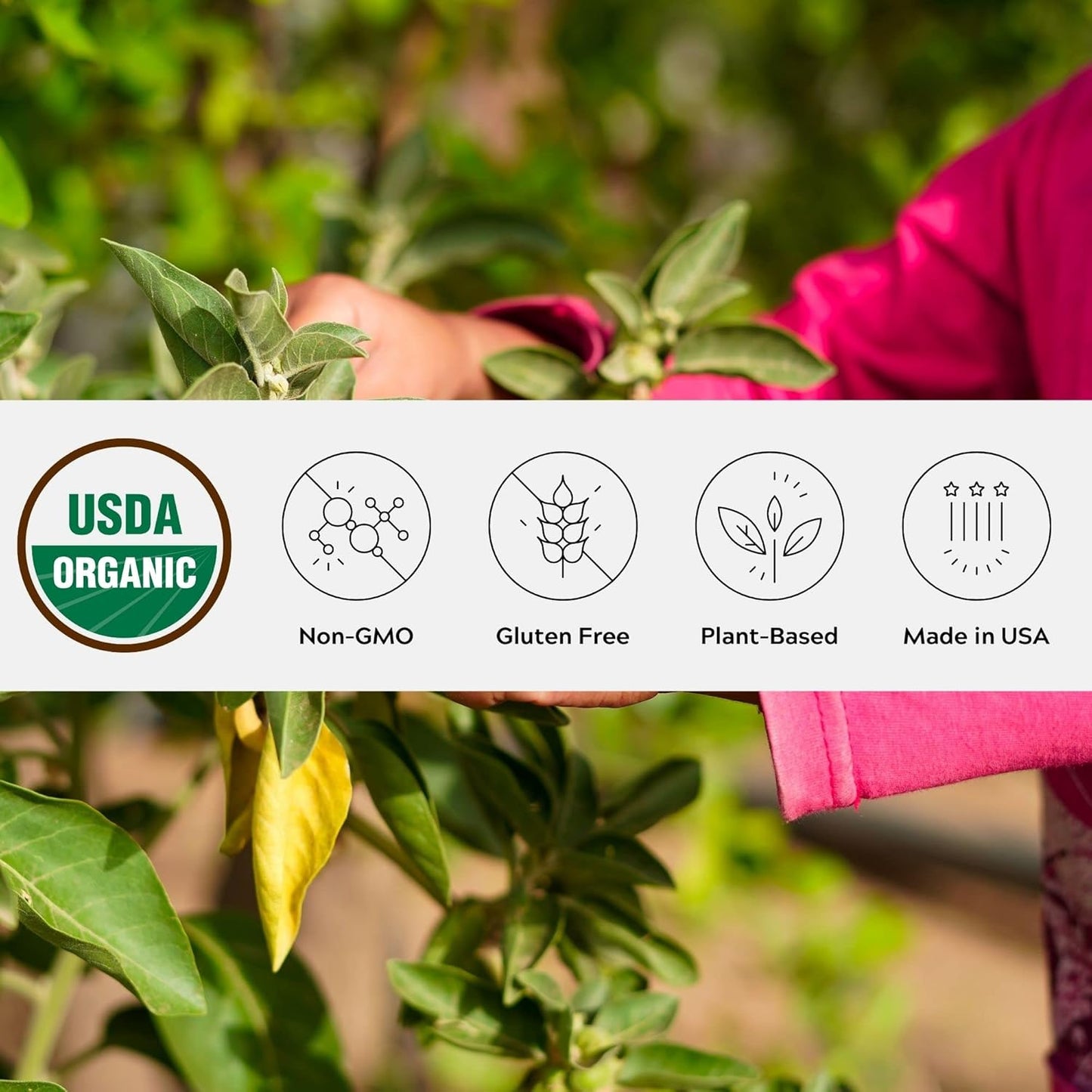 Organic Ashwagandha Powder from One Farm by WAAYB, Non-GMO, Fair-Trade, Vegan, Gluten-Free, Grown in Oregon, Adaptogenic Ayurvedic Herbal Supplement