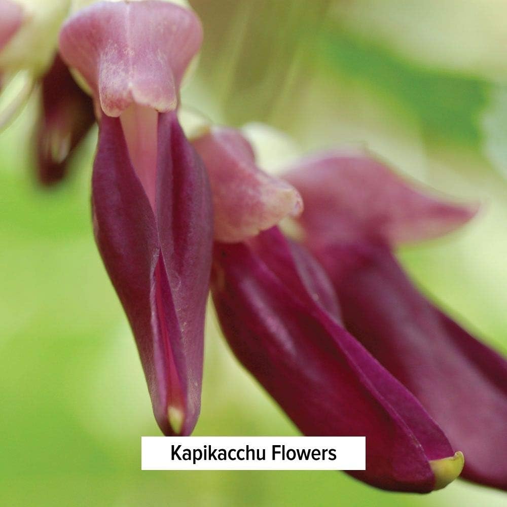 Organic Banyan Botanicals Kapikacchu Powder - 1/2 Pound - Natural L-dopa Source - Mucuna pruriens - USDA Certified