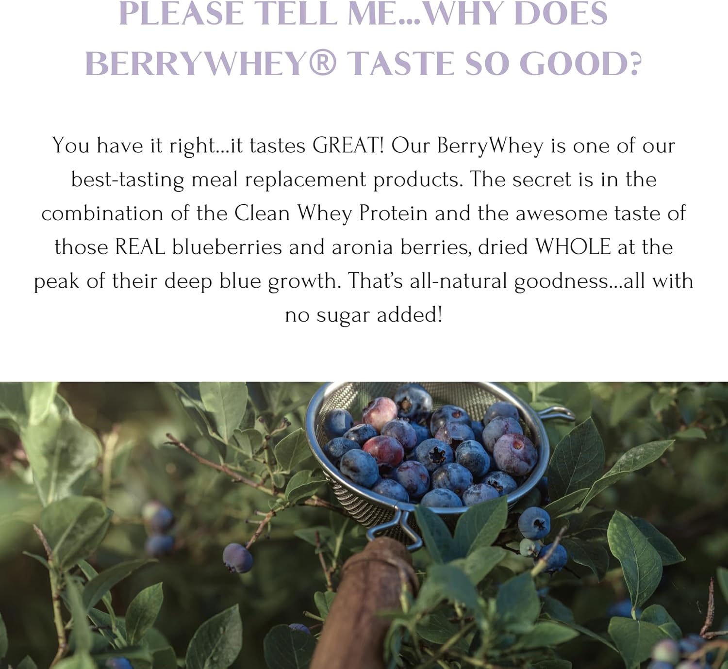 Organic BerryWhey Meal Replacement Shake with Antioxidants - 10 Servings (14.1 oz) - Locally Grown Blueberries, Aronia Berry, Non-GMO Goat Whey Protein